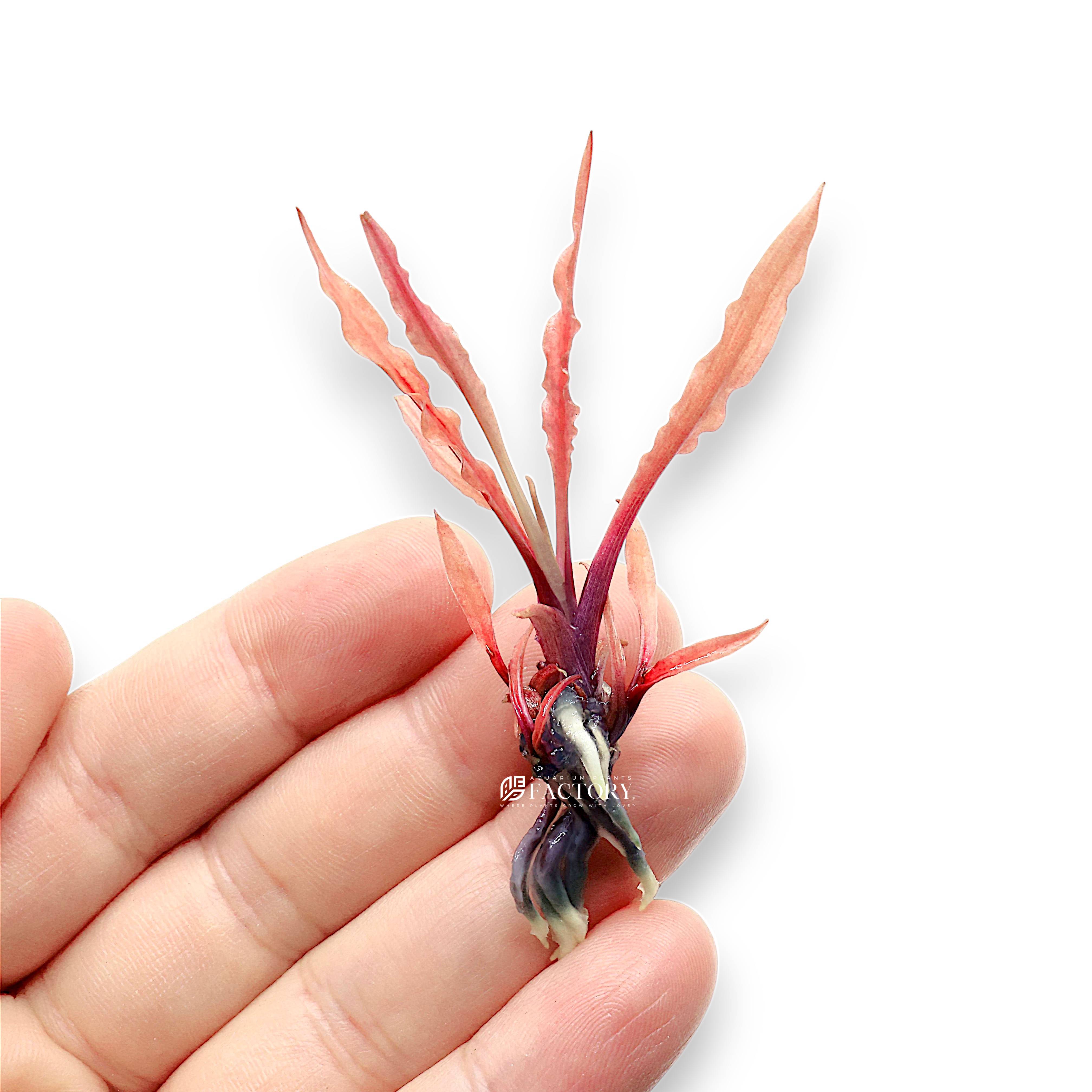 Bare-root Cryptocoryne Albida Red prepared for expert-level aquarium setups