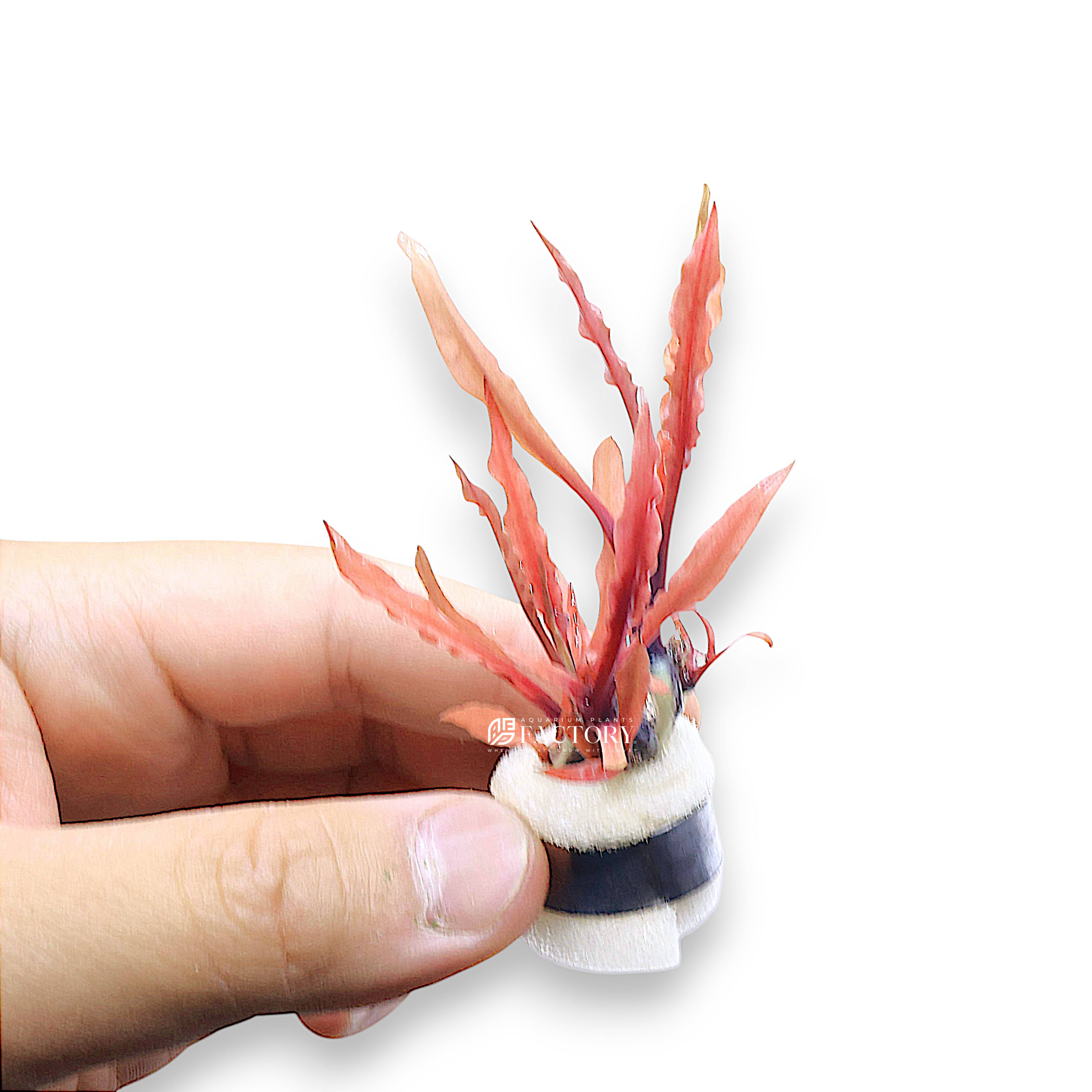 Crypt Albida Red with narrow, reddish leaves in a CO₂-enriched aquascape