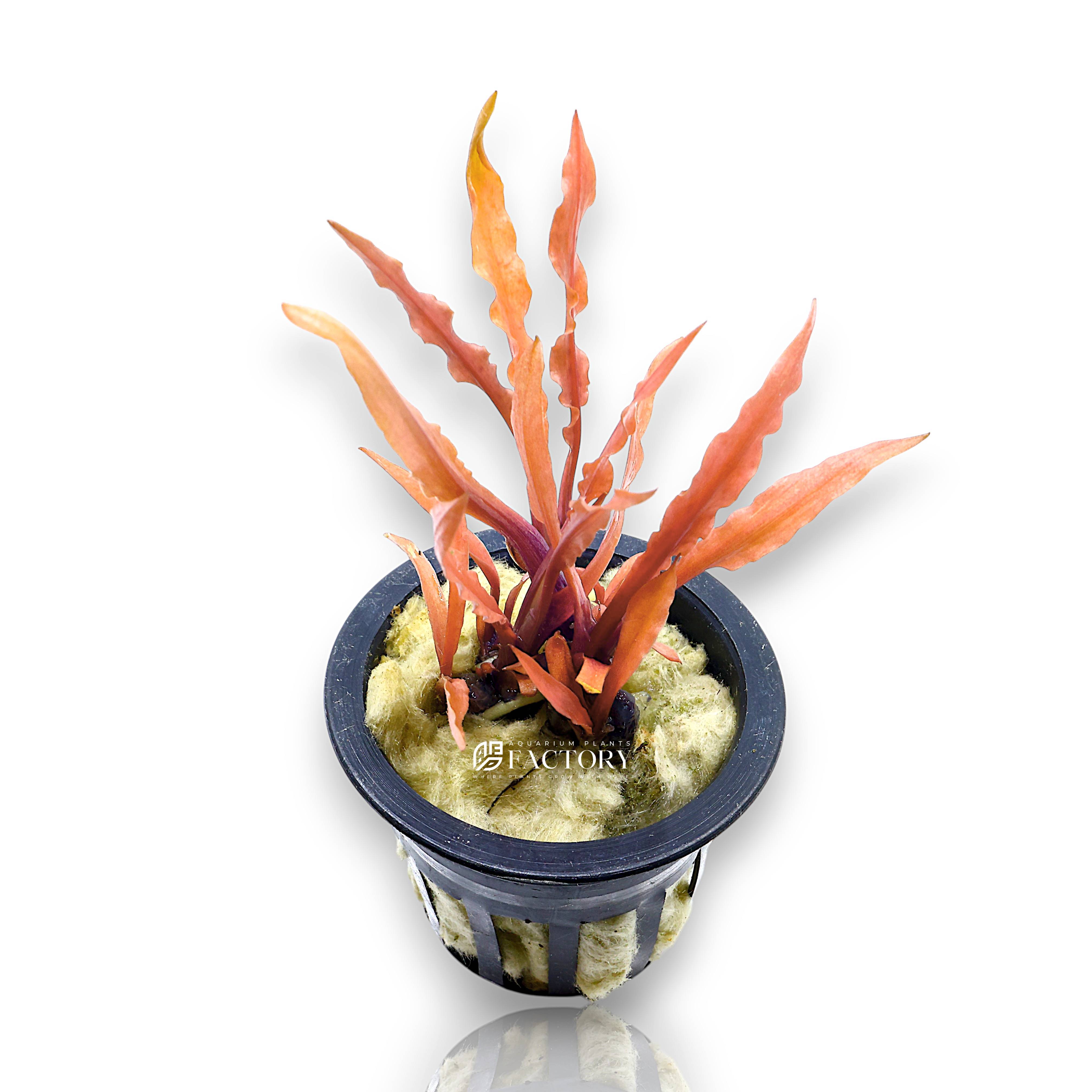 Potted Crypt Albida Red with deep pink red leaf coloration