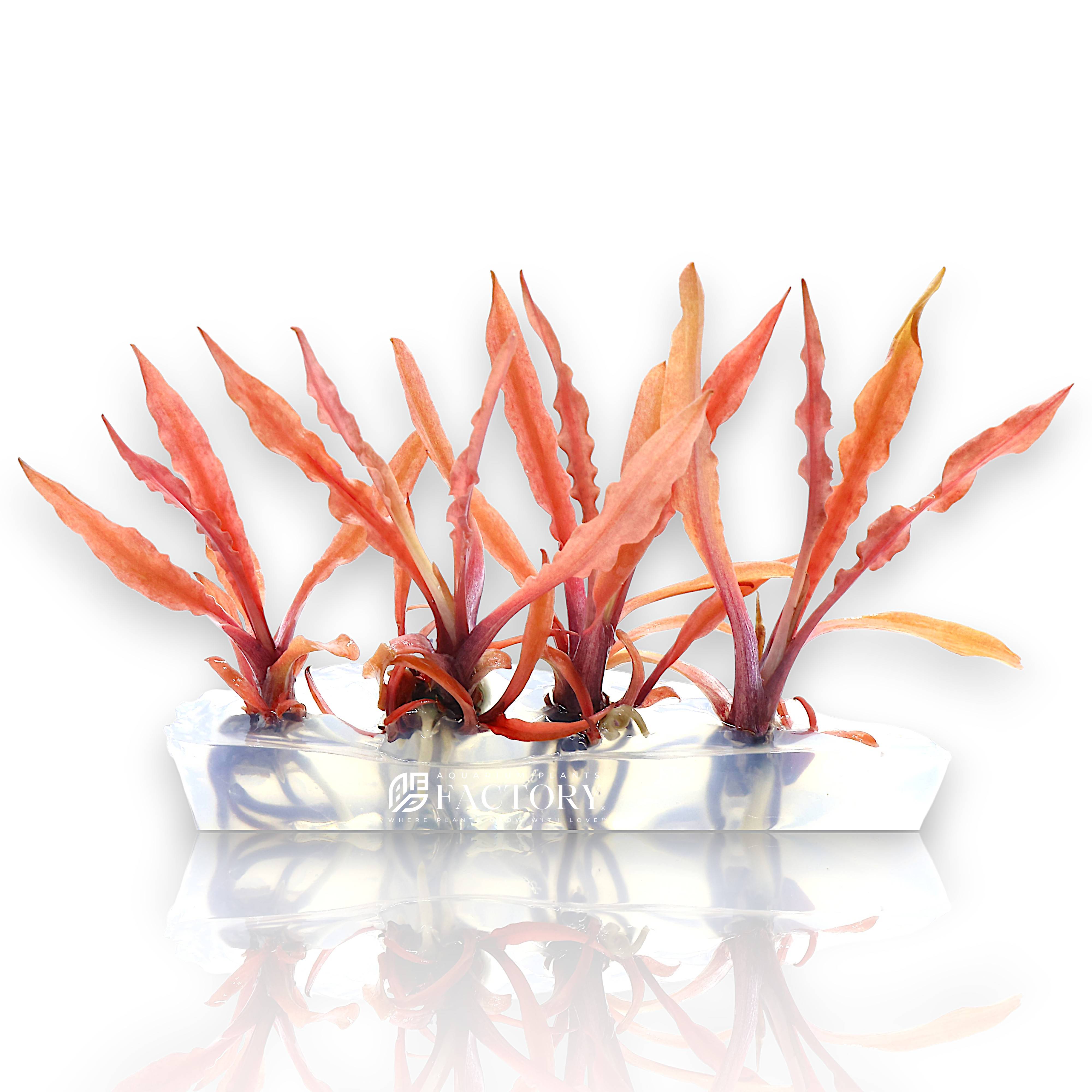 Close-up of Crypt Albida Red leaves showing reddish-pink tones