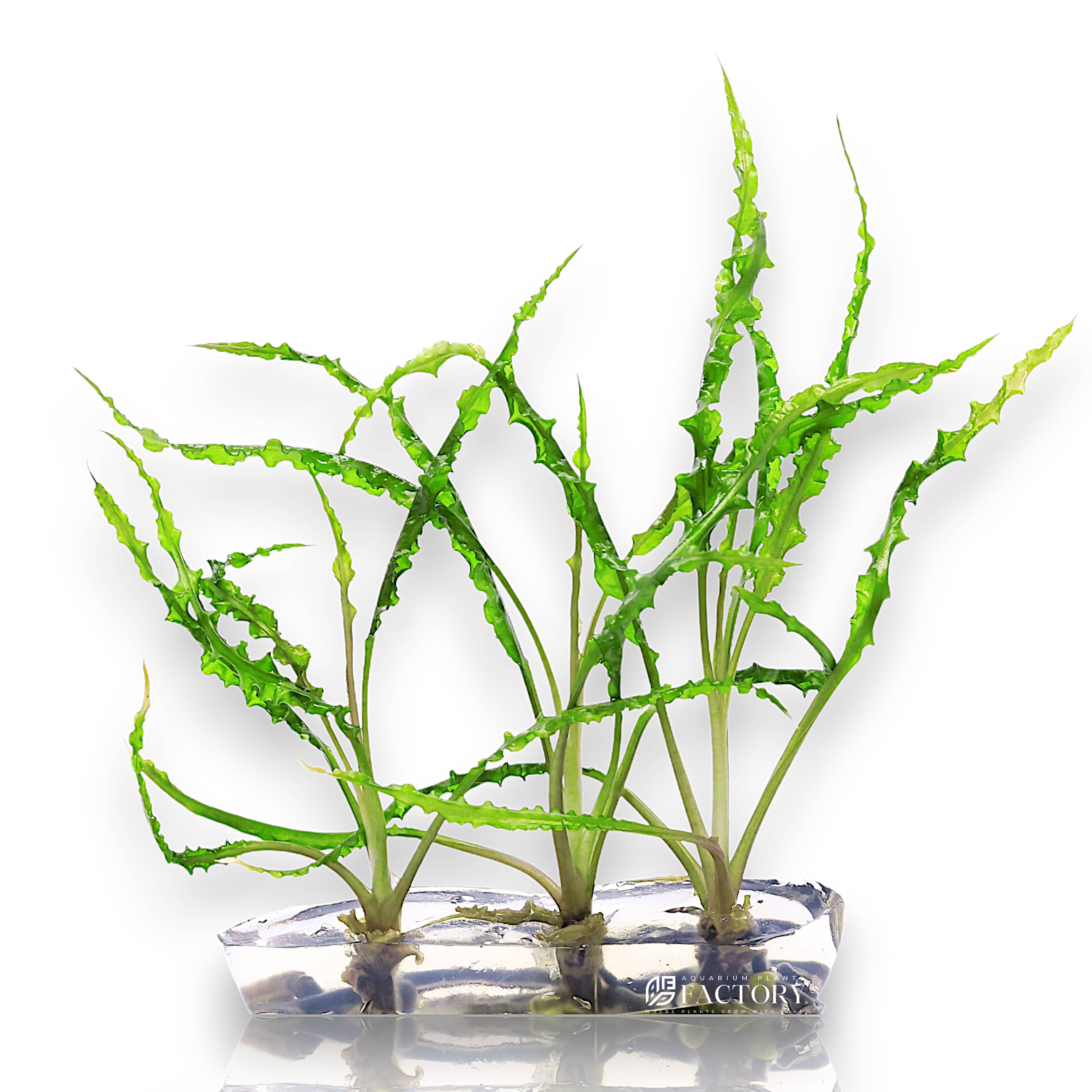 Cryptocoryne Balansae is a majestic and highly versatile background plant cherished for its long, ribbon-like leaves that can grow over 20 inches tall in ideal conditions. The foliage often develops distinct hammered textures and subtle color variations, adding movement and grace to large aquascapes.