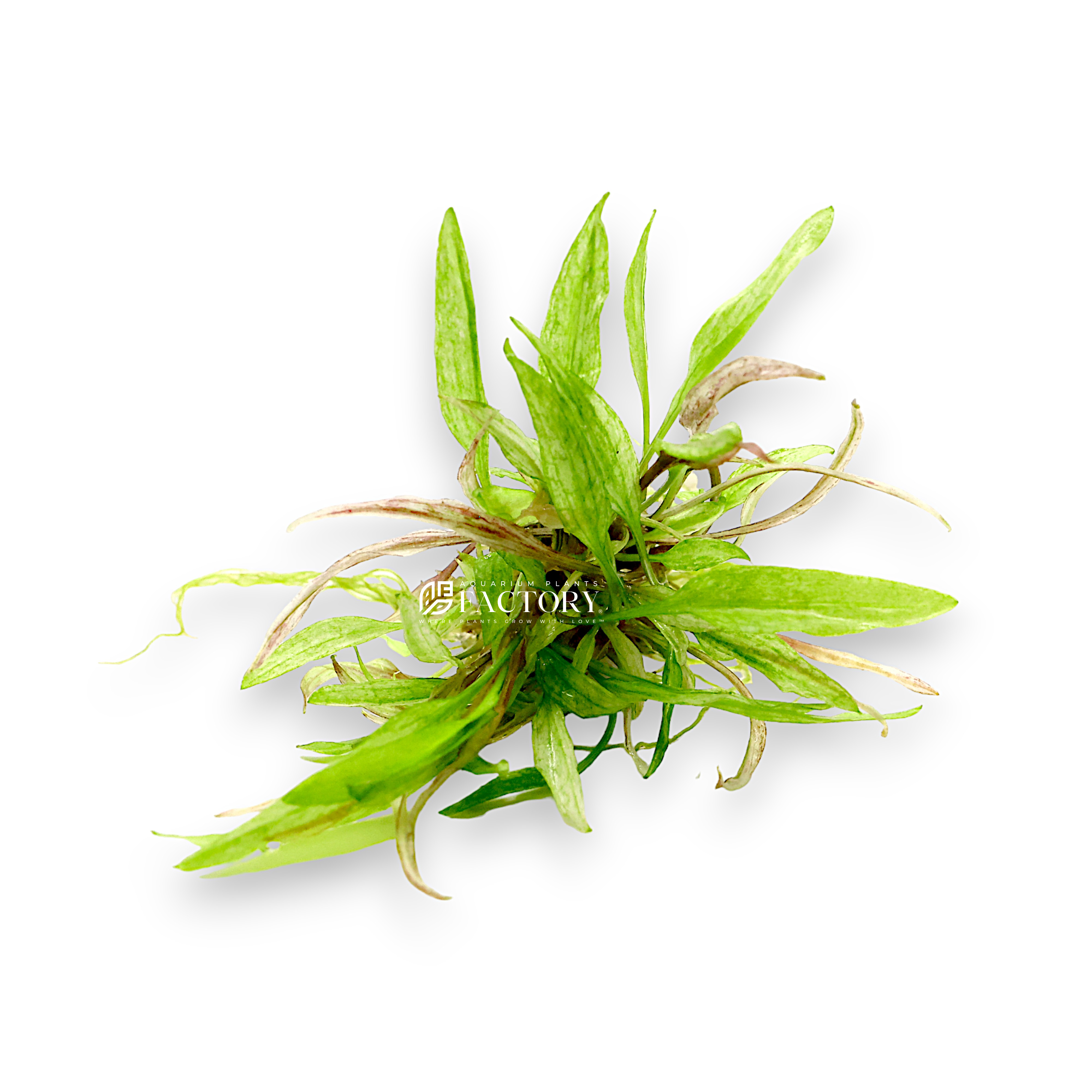 Cryptocoryne Green Gecko is prized for its bright, light green leaves, which provide a striking contrast against the darker green foliage typically found in aquariums. Its unique leaf texture adds visual interest and depth, making it perfect for creating intricate and visually captivating aquascapes.
