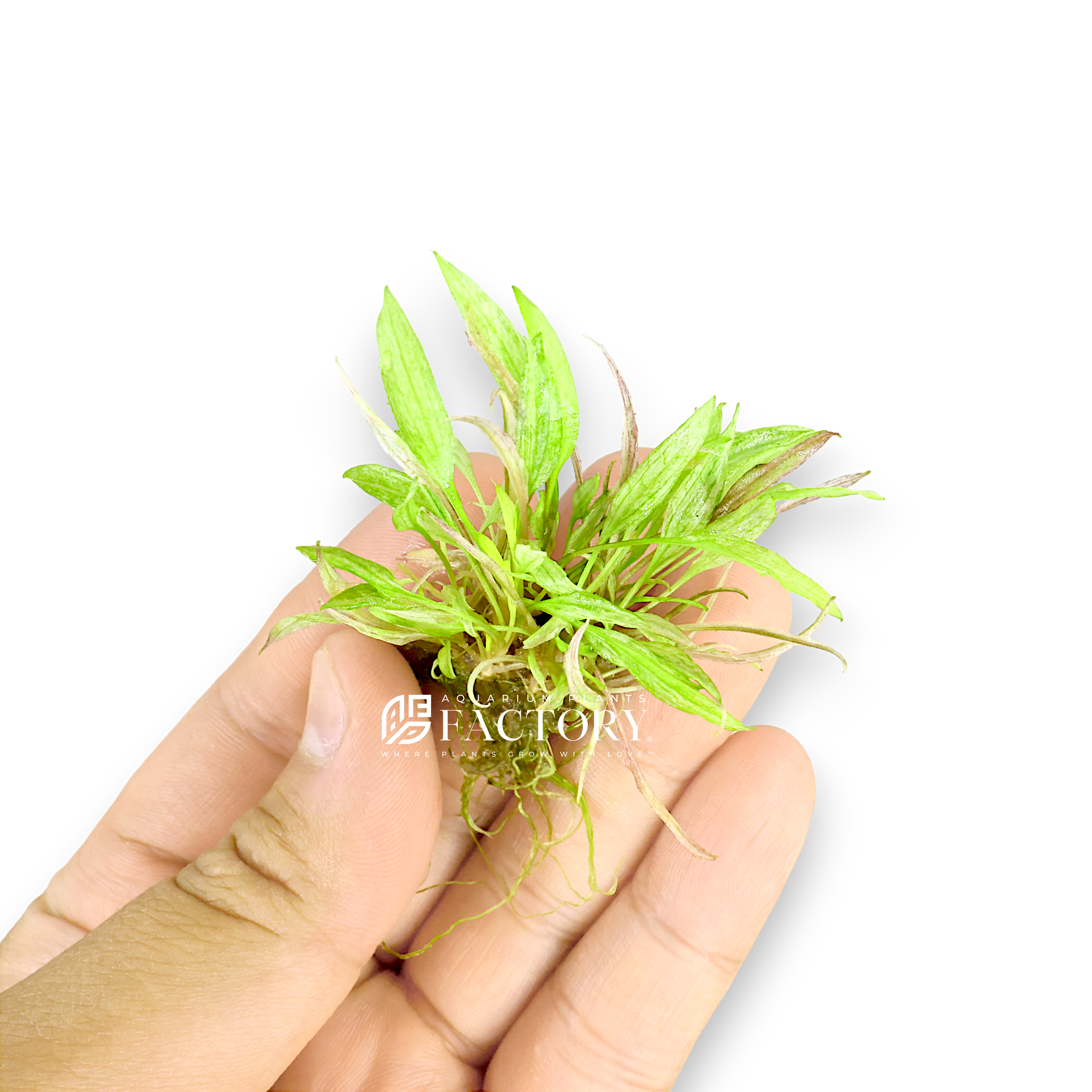 Cryptocoryne Wendtii 'Green Gecko' commonly known as Cryptocoryne Green Gecko, is a stunning aquarium plant known for its lighter green coloration and unique leaf texture. This variety is ideal for adding a touch of vibrant green to the foreground and midground areas in your aquarium, making it a favorite among aquascaping enthusiasts.