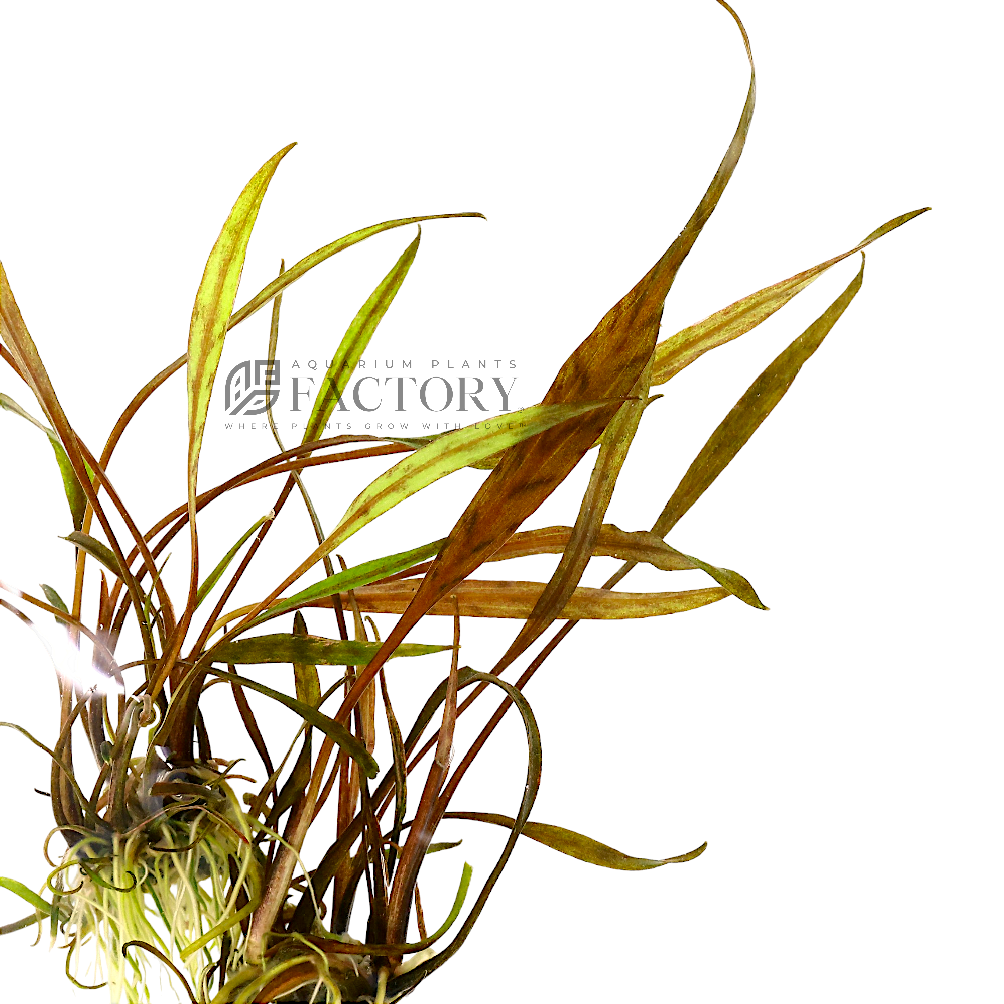 Incorporate Cryptocoryne nurii 'Rosen Maiden' into your freshwater aquarium to enjoy its stunning colors and unique leaf patterns. This plant is ideal for both novice and experienced aquarists looking to elevate their aquascape with exotic elegance.