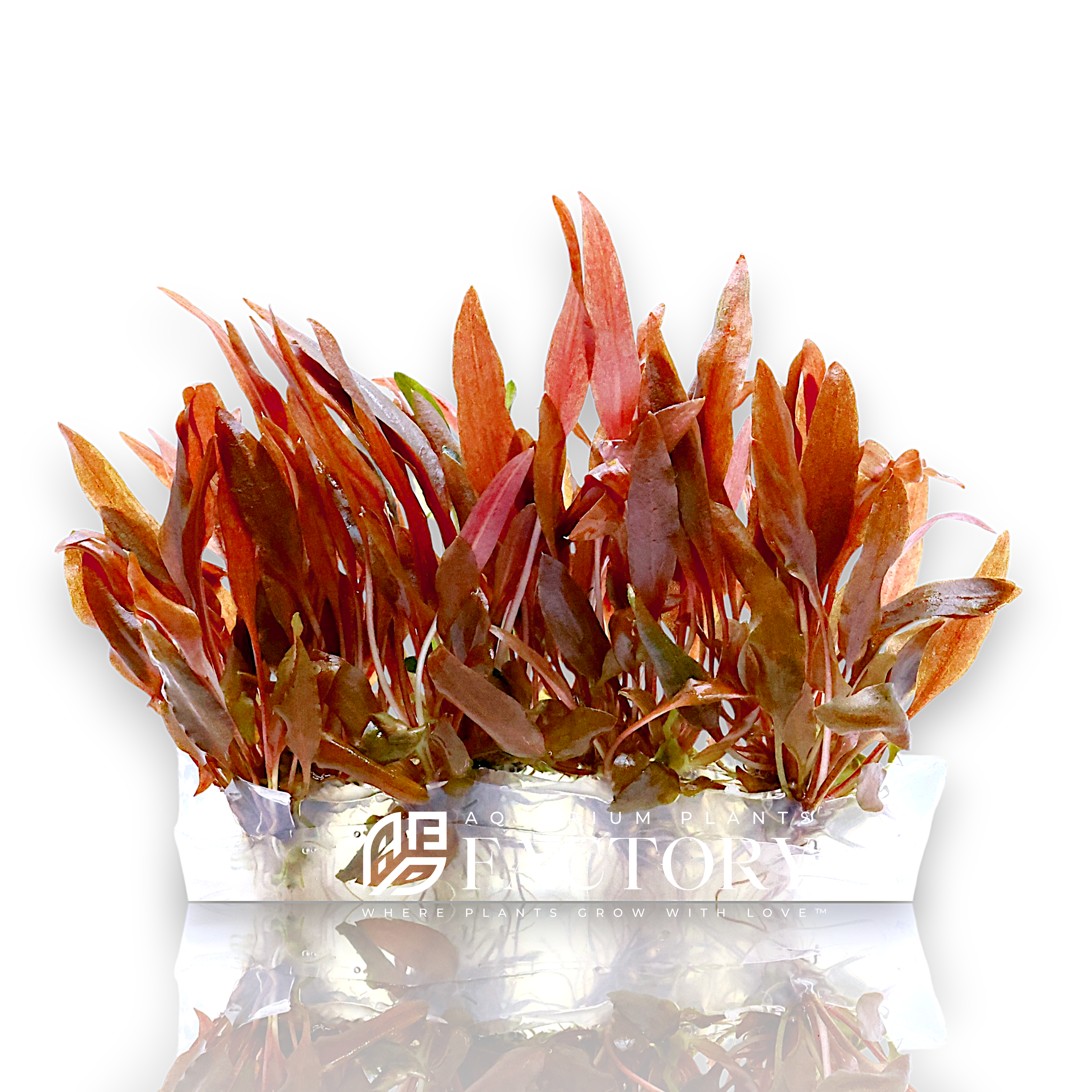 Cryptocoryne 'Sindoor' is a striking and uncommon hybrid known for its slender, lance-shaped leaves that display a unique reddish-pink coloration—a rare hue among aquatic plants. Its soft, wavy texture and warm tones add subtle vibrancy to midground areas of planted aquariums, making it a perfect choice for aquascapers looking to introduce refined contrast and gentle movement in their layouts.