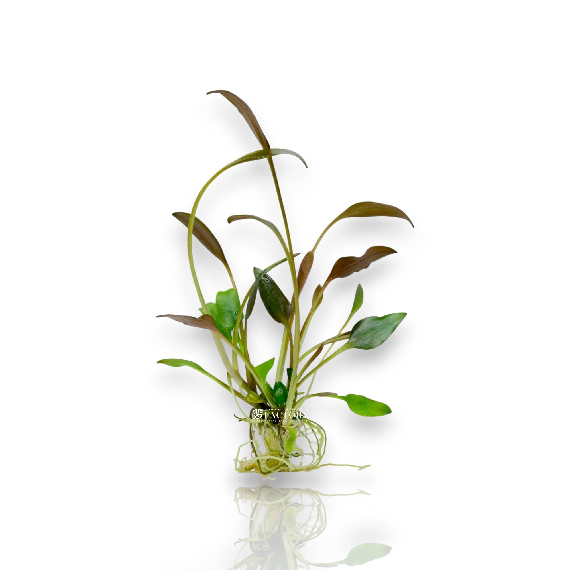 Hardy aquarium plant Cryptocoryne undulata Broad Leaf in freshwater tank
