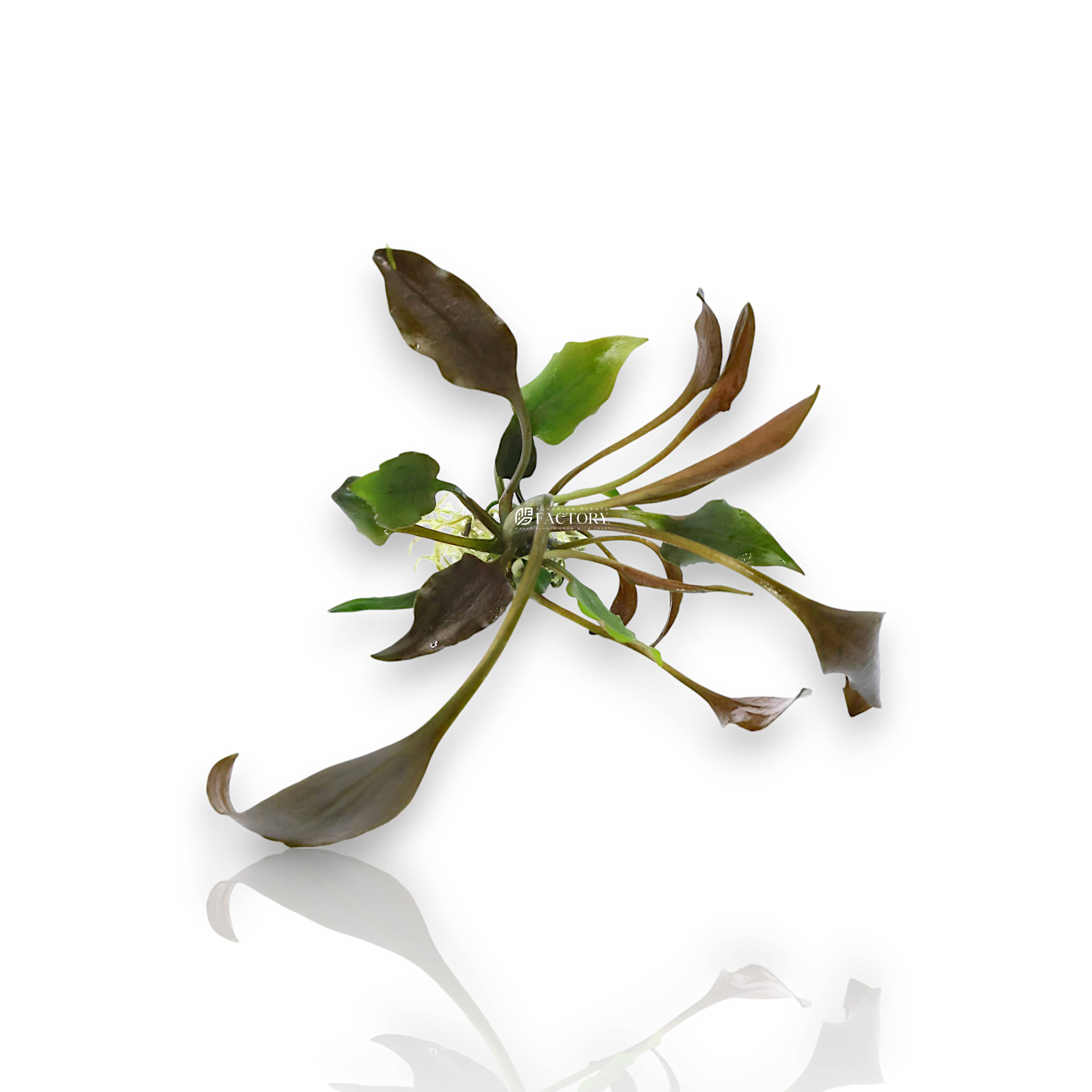 If you're looking to add a durable yet visually striking aquarium plant to your setup, Cryptocoryne undulata 'Broad Leaf' is an excellent choice. Its flowing, broad leaves complement hardscape features like rocks and driftwood, helping you achieve a lush, natural look.