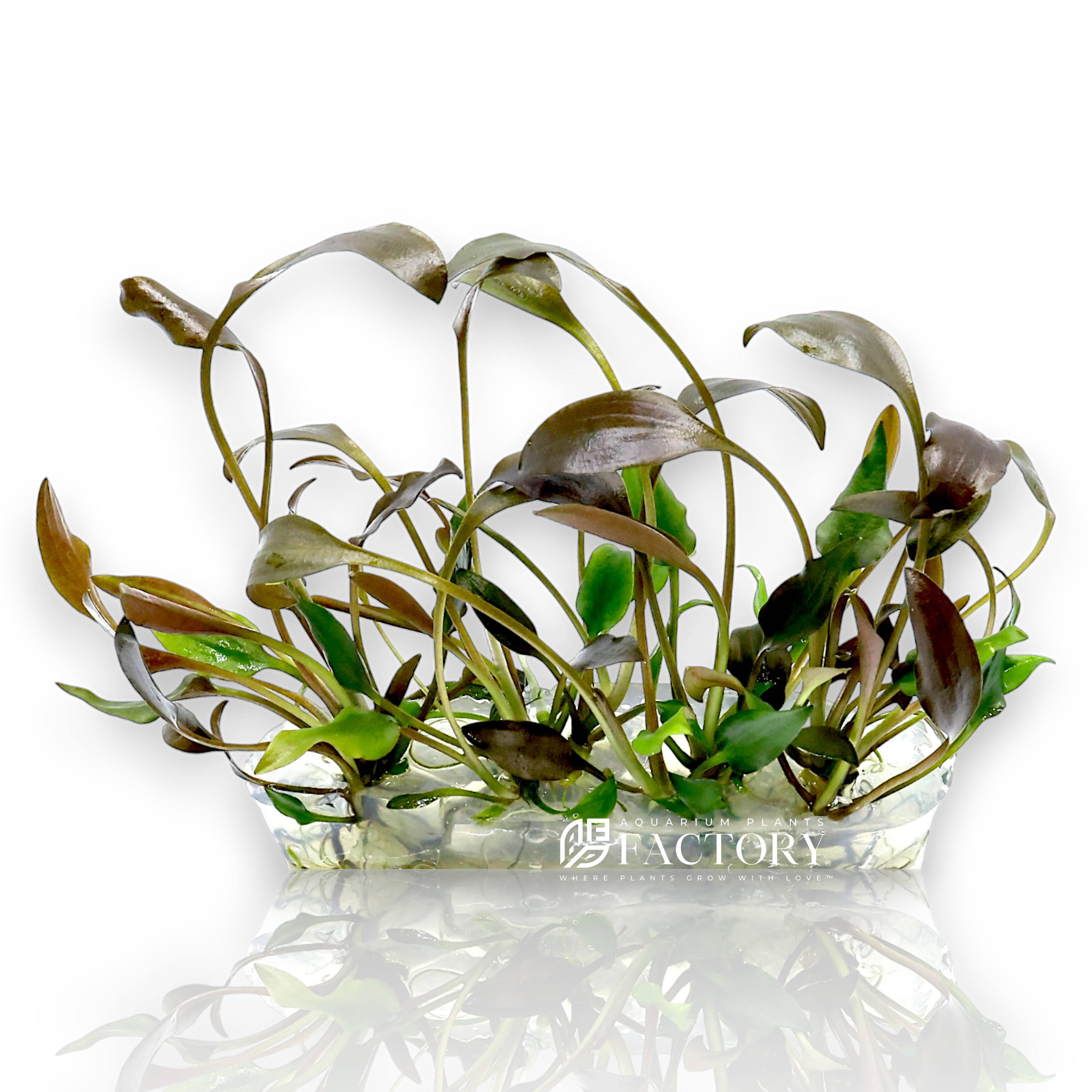 If you’re searching for a reliable, attractive aquarium plant that brings both structure and a splash of natural beauty, Cryptocoryne undulata 'Broad Leaf' is an outstanding choice. Its textured, flowing leaves provide excellent contrast against finer-leaved plants and hardscape materials, helping you create balanced, visually stunning aquascapes. Its easy-care nature, combined with tolerance for different water conditions, makes it a must-have addition for anyone looking to maintain a thriving, low-effort