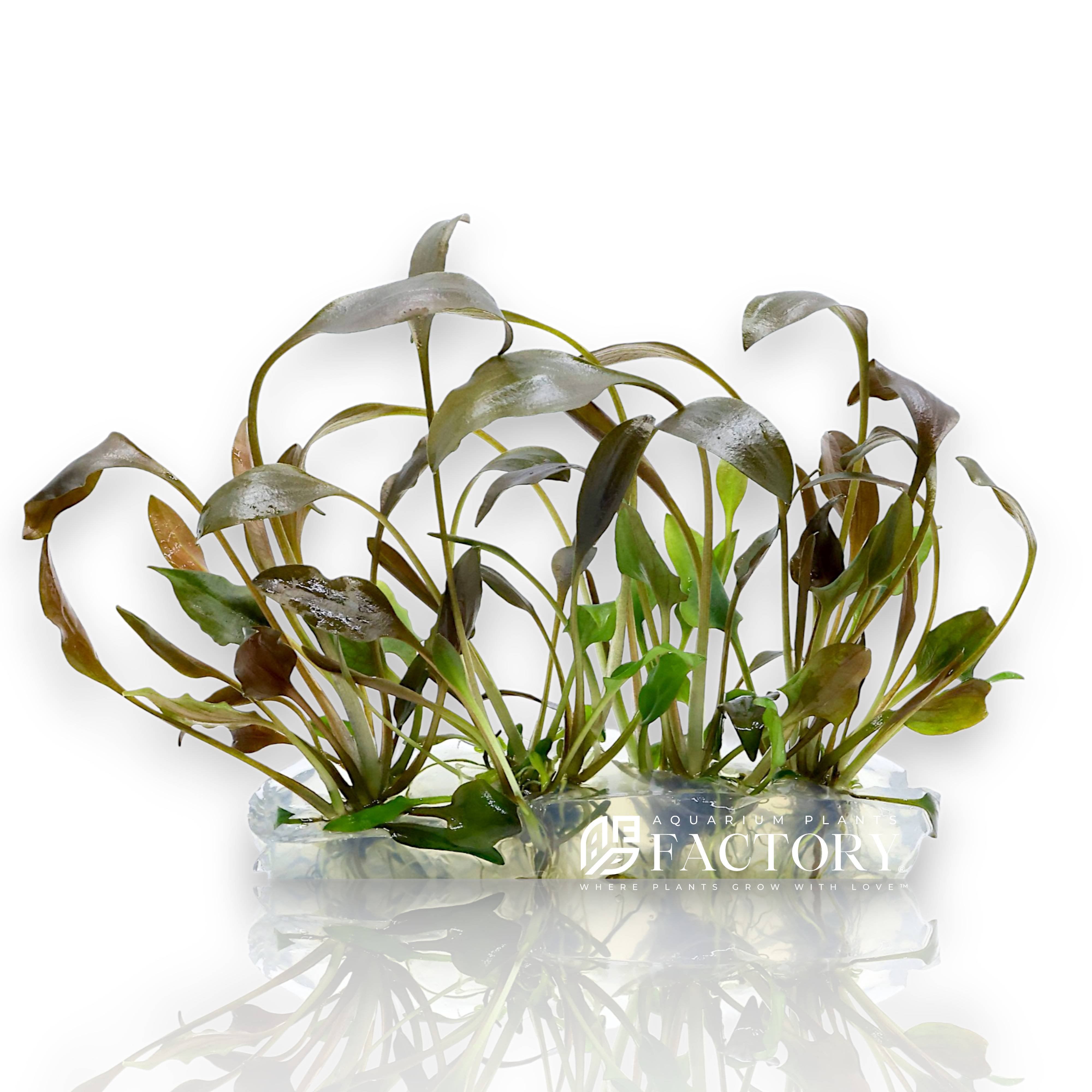 Cryptocoryne undulata 'Broad Leaf' is a classic, hardy aquatic plant known for its attractive, wavy broad leaves and reliable performance in planted aquariums. Originating from Sri Lanka, this adaptable species thrives in a variety of conditions, making it an excellent choice for beginners, hobbyists, and aquascaping experts alike who want dependable greenery that adds lush volume to their nature aquarium.