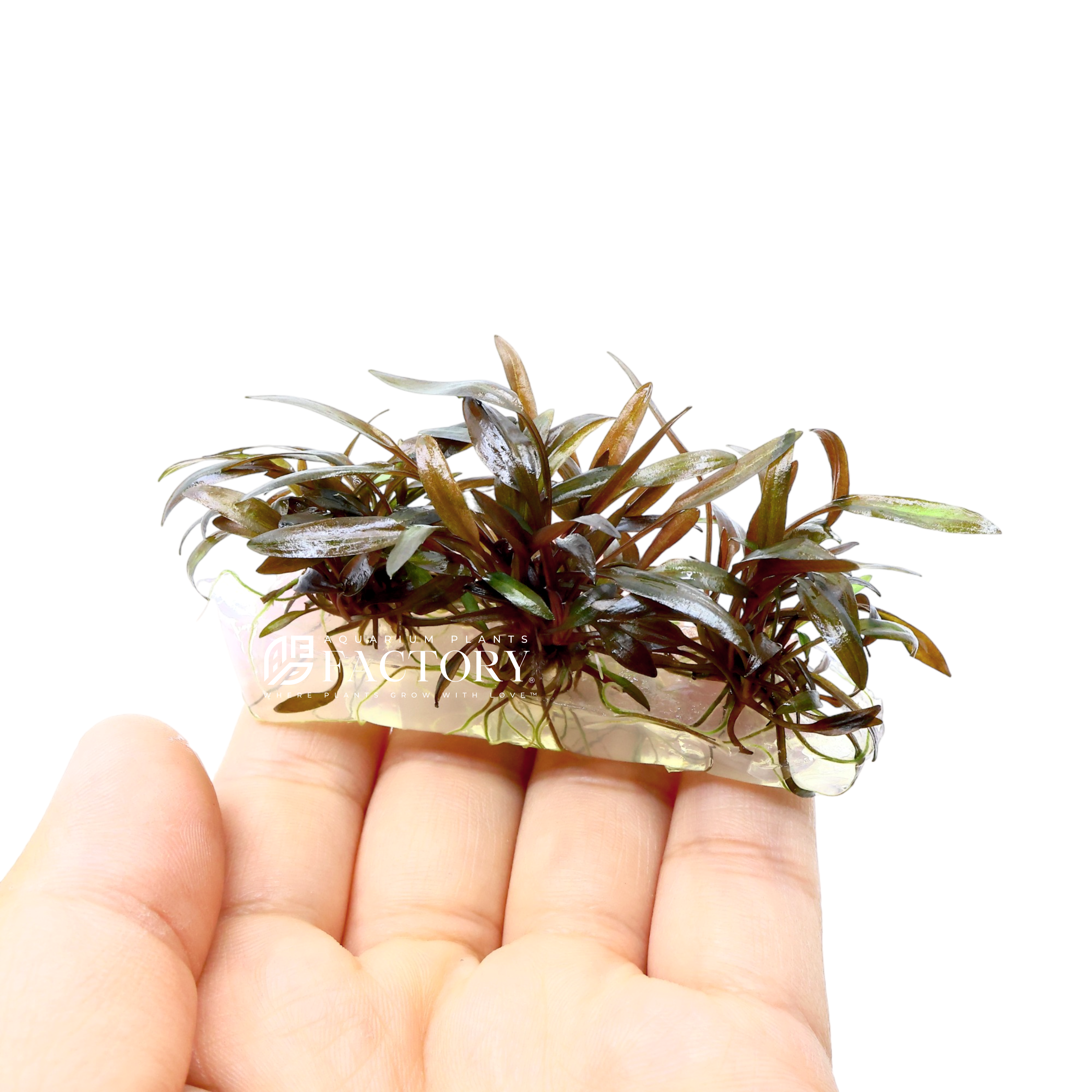 Cryptocoryne undulatus 'Red' is a popular choice among aquarium enthusiasts for planted tanks due to its distinctive appearance and relatively easy care requirements. It can add a splash of color and visual interest to aquatic setups.