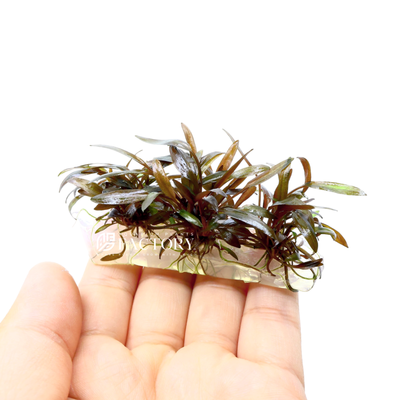 Cryptocoryne undulatus 'Red' is a popular choice among aquarium enthusiasts for planted tanks due to its distinctive appearance and relatively easy care requirements. It can add a splash of color and visual interest to aquatic setups. 