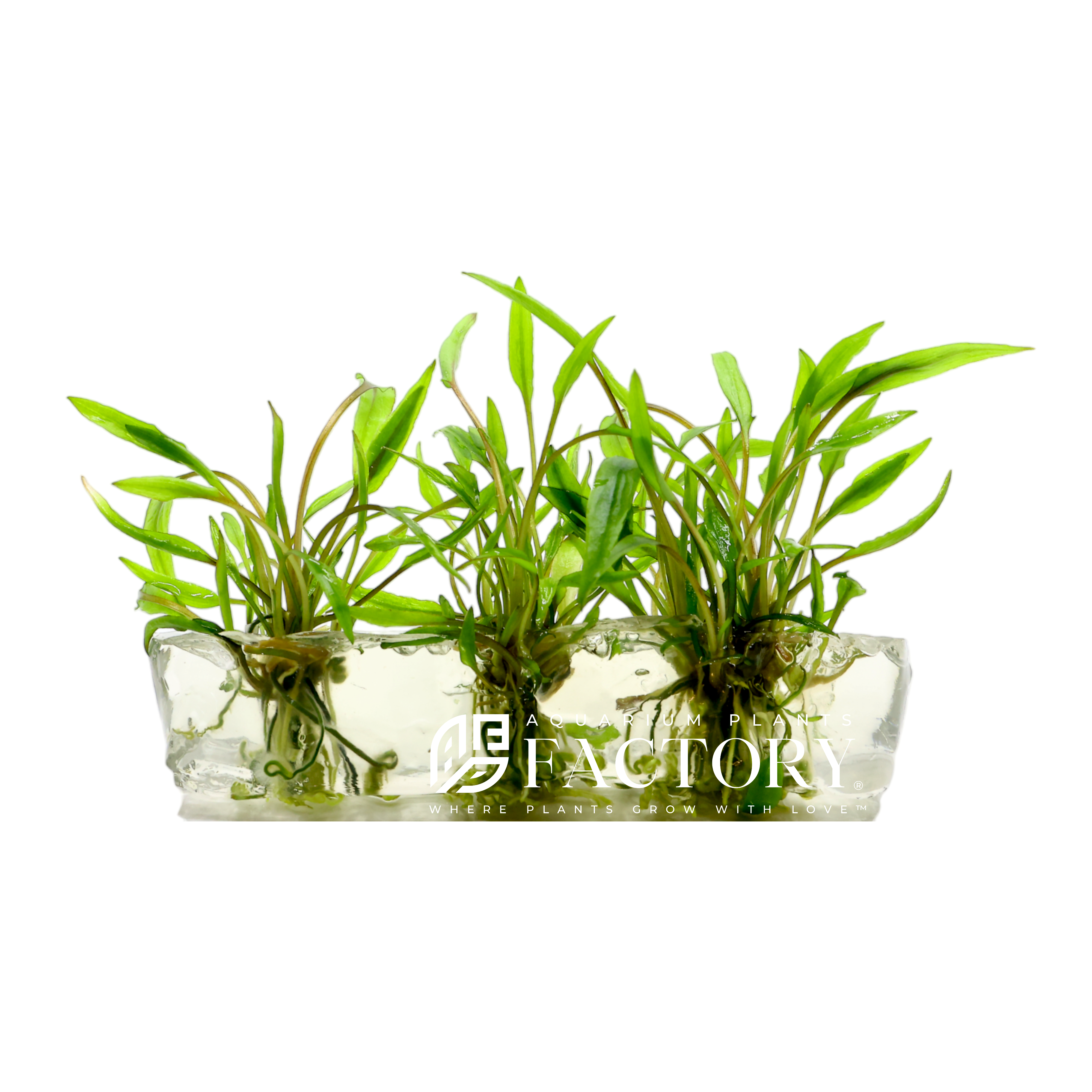 Cryptocoryne Wendtii Green in sterile Vitro Culture bag ready for planting