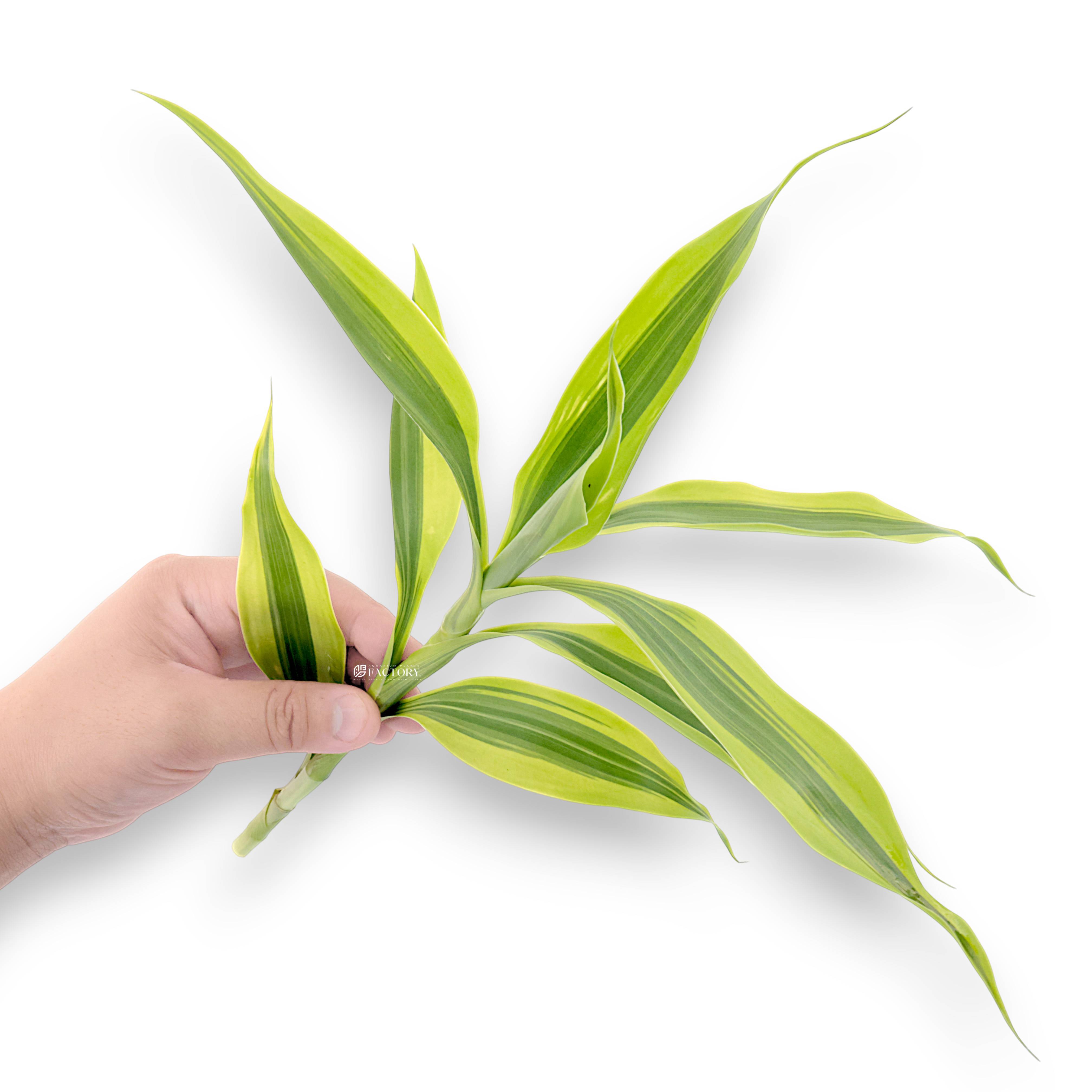 Single Lucky Bamboo cutting approximately 10 inches tall with smooth green stalk and narrow leaves