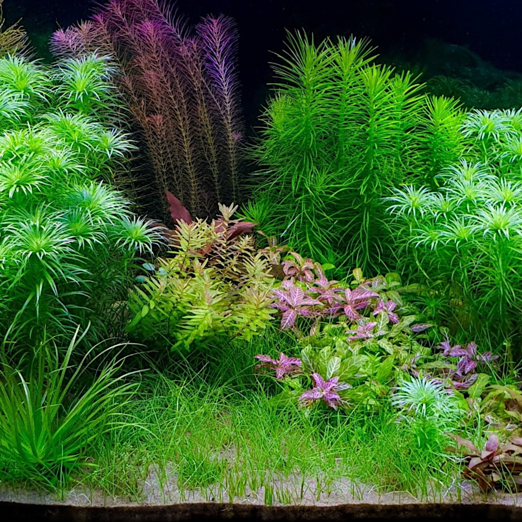 Eleocharis pusilla, commonly known as Dwarf Hairgrass in the planted aquarium community, is a popular grass-like plant ideal for creating lush carpet foregrounds in fish tanks and aquariums. Notably, it has often been sold as Eleocharis parvula in the aquarium trade. However, it is important to note that almost all Eleocharis parvula available in the market is actually Eleocharis pusilla because Eleocharis parvula is a brackish water species, unsuitable for freshwater aquariums.