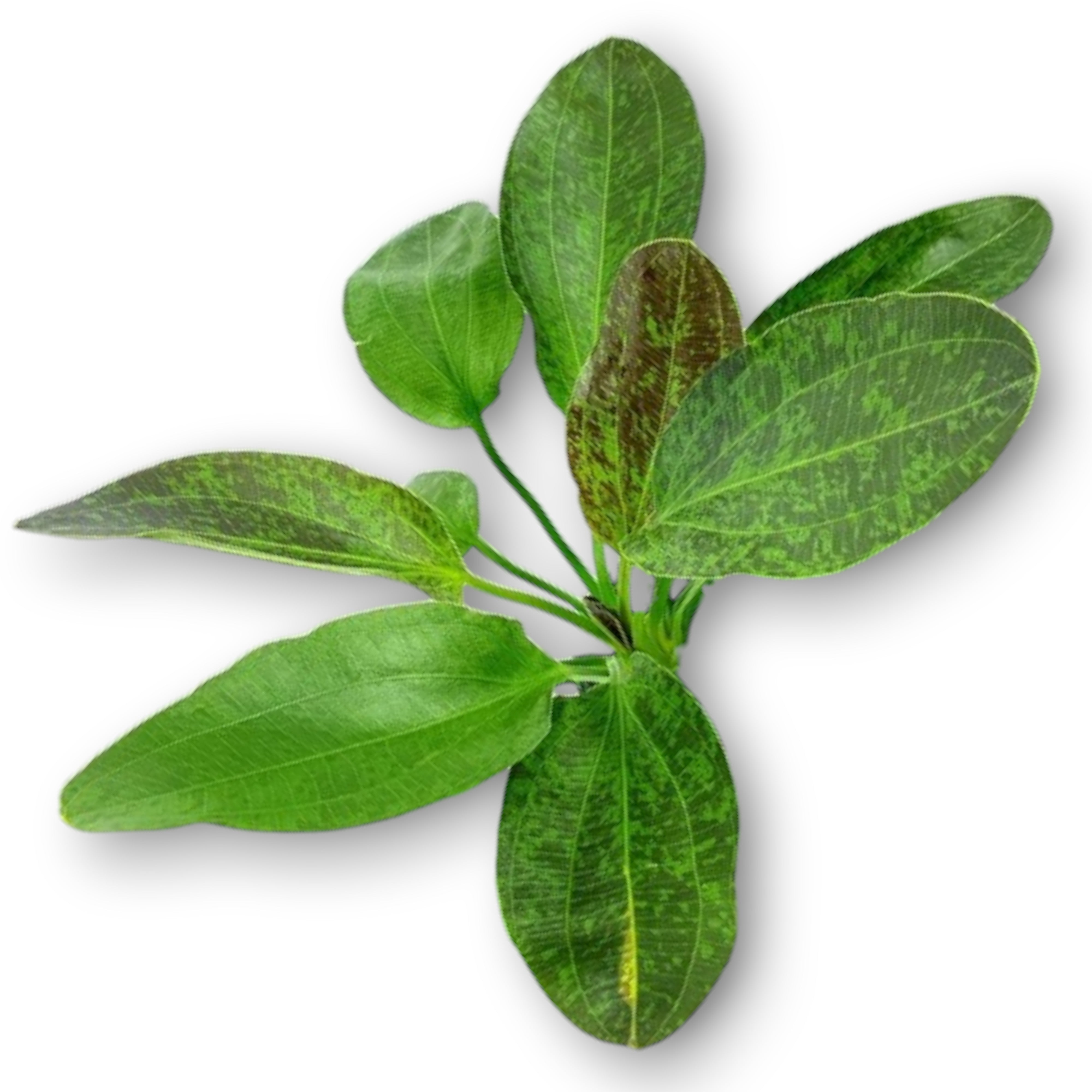 Echinodorus Green Flame with broad green leaves and reddish-brown speckles in an aquarium.