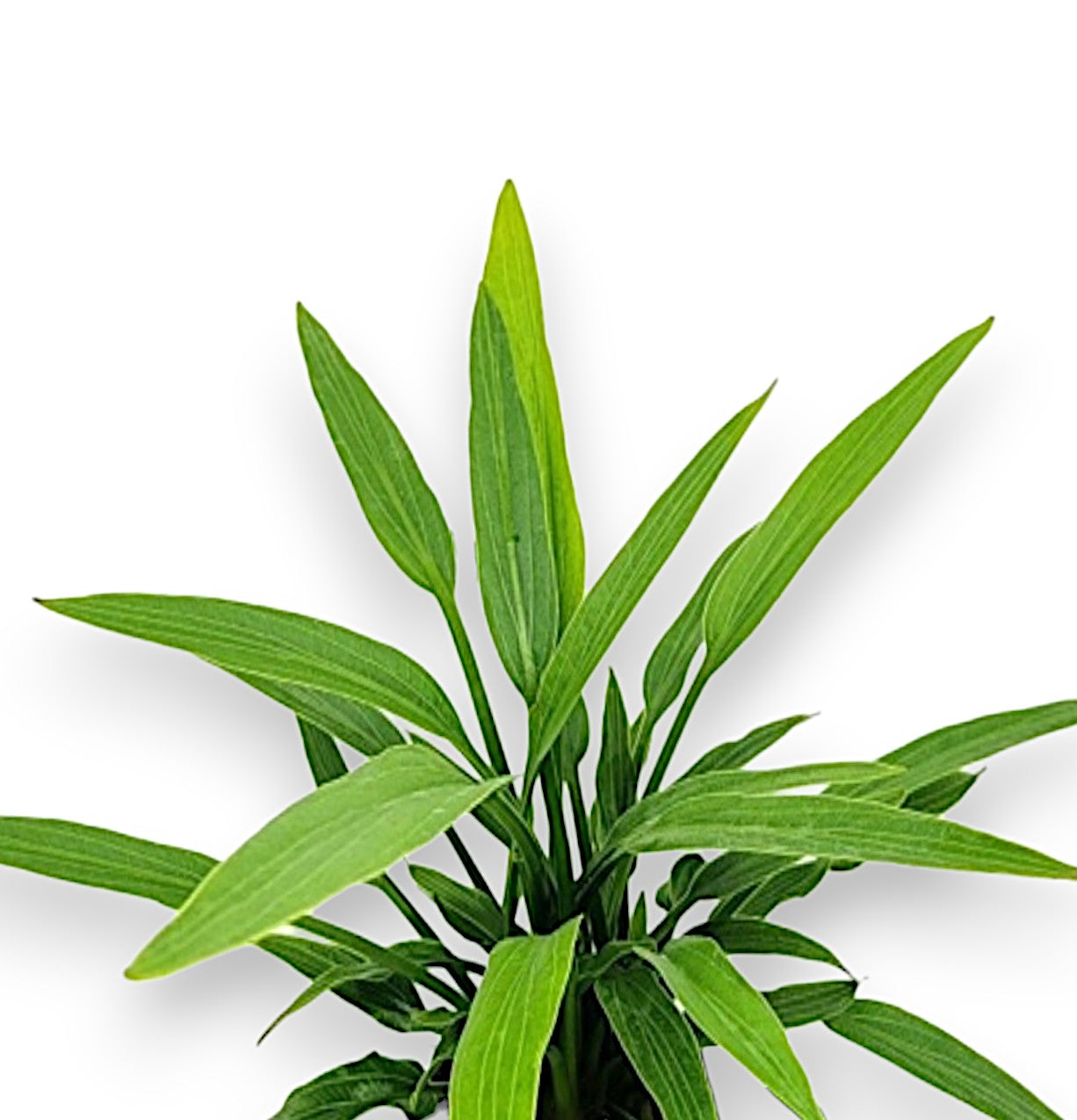 Echinodorus grisebachii 'Small' is a compact version of the classic Amazon Sword, offering all the beauty of its larger cousin in a smaller, more versatile size. Ideal for nano tanks and midground placement, this elegant sword plant features slender green leaves that provide rich texture without overwhelming your aquascape.