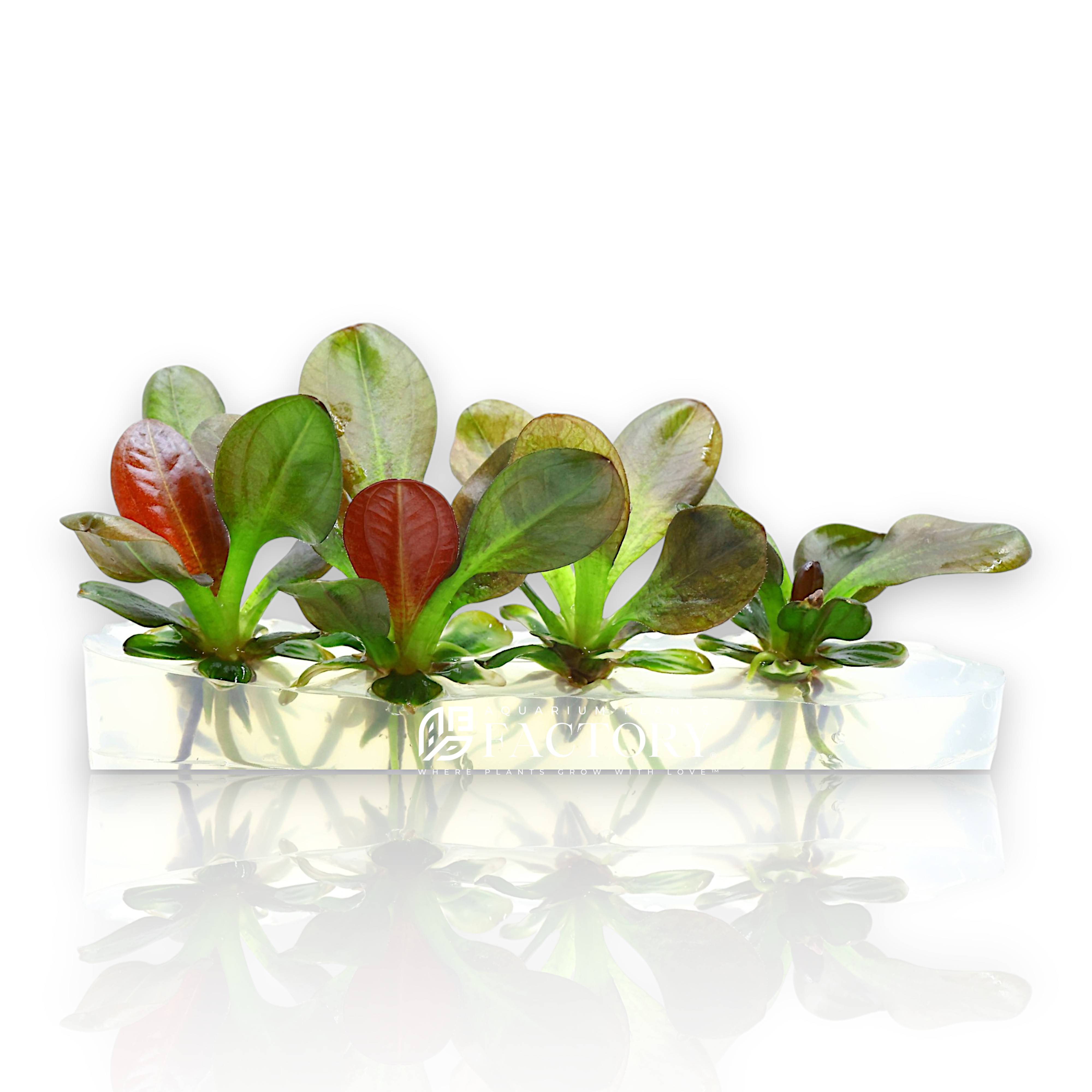 Top view of Echinodorus Hadi Red Pearl growing in sterile tissue culture gel, highlighting red-tinted foliage.