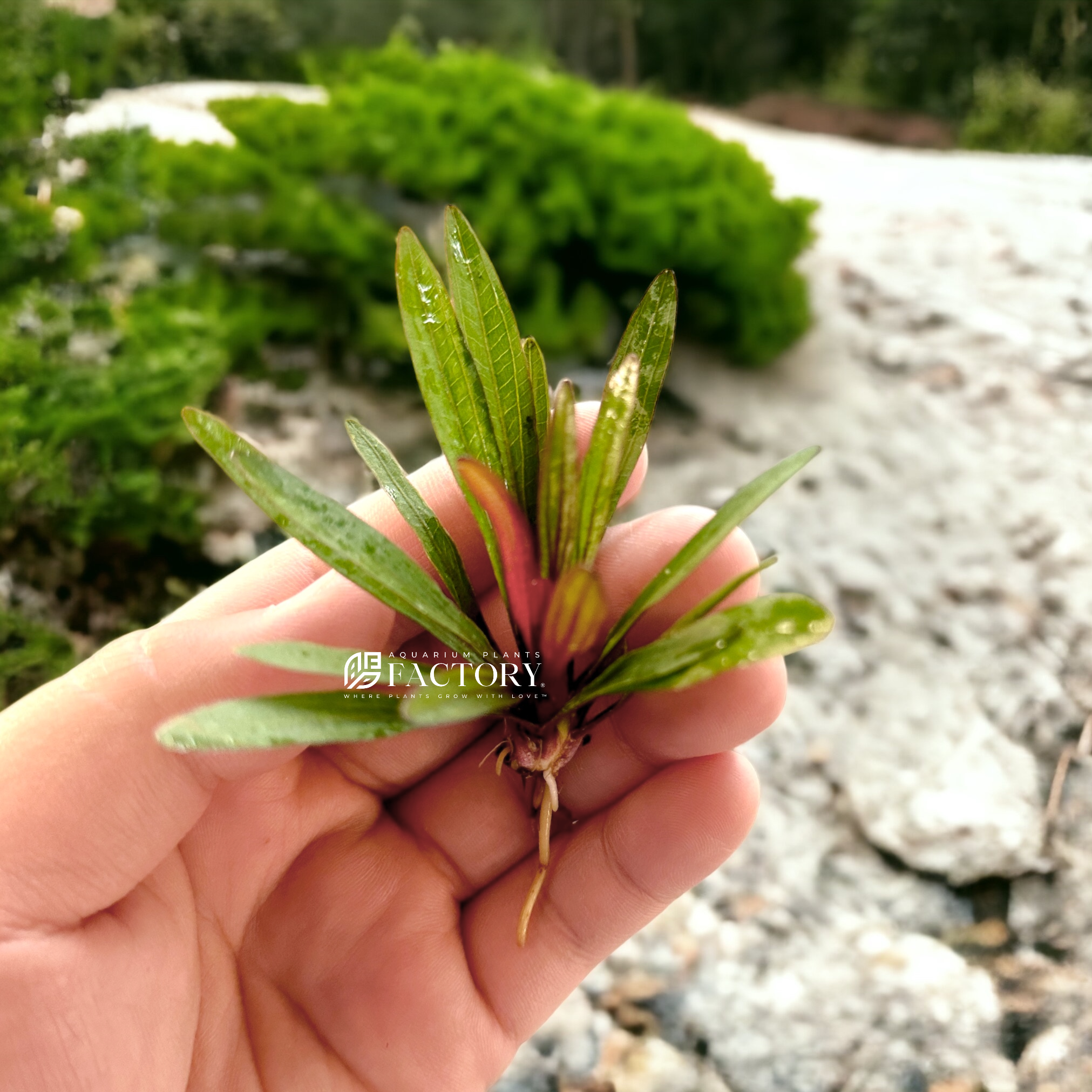 Echinodorus Horemanii Red is a stunning hybrid sword plant that adds a vibrant touch to your aquarium with its beautiful red and brownish colors. This particular variety is a crossbreed between Echinodorus Uruguayensis, and it complements the renowned Green Amazon Sword perfectly.