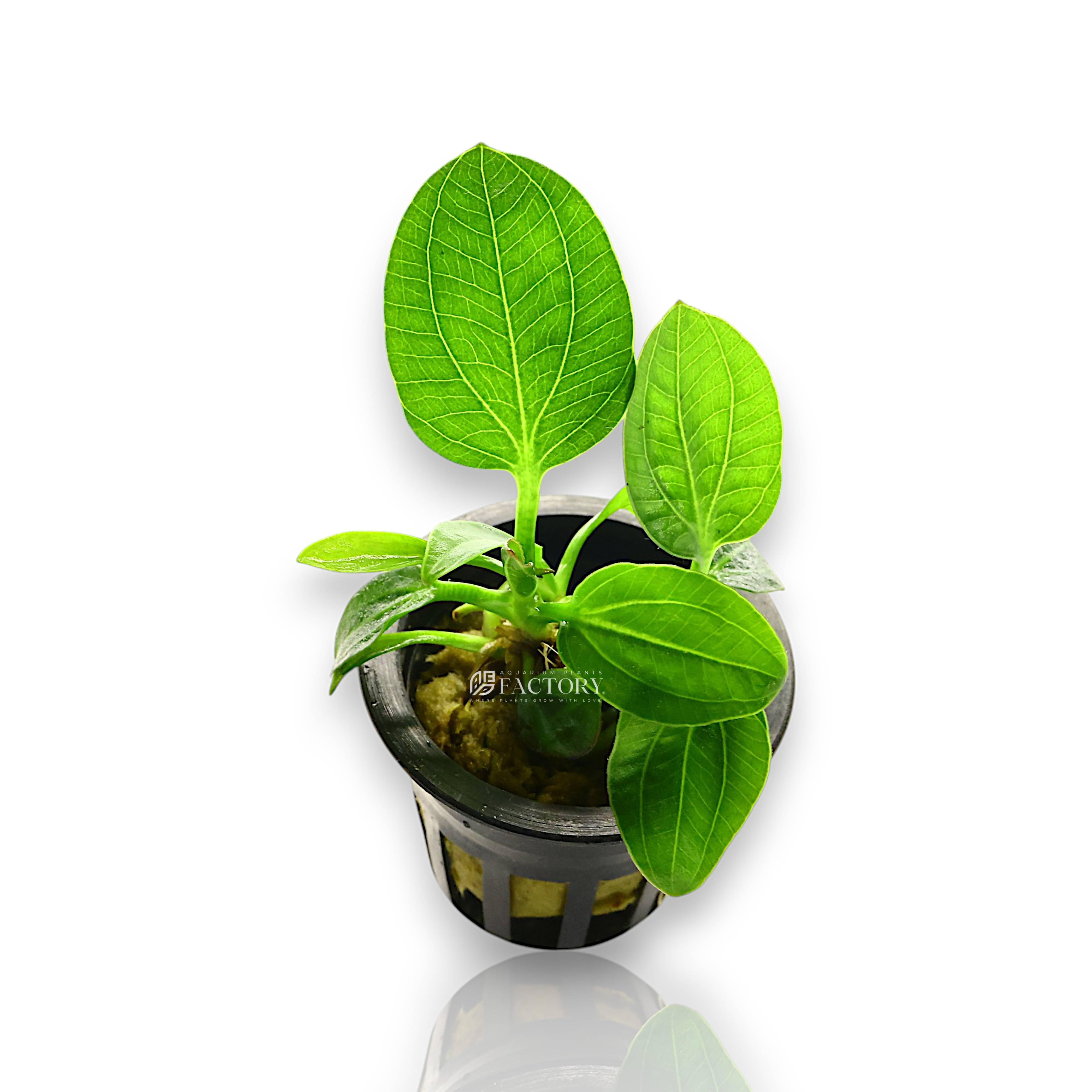 Close-up of the rare Echinodorus 'Iguazu 2009' showing thick, leathery leaves under strong lighting