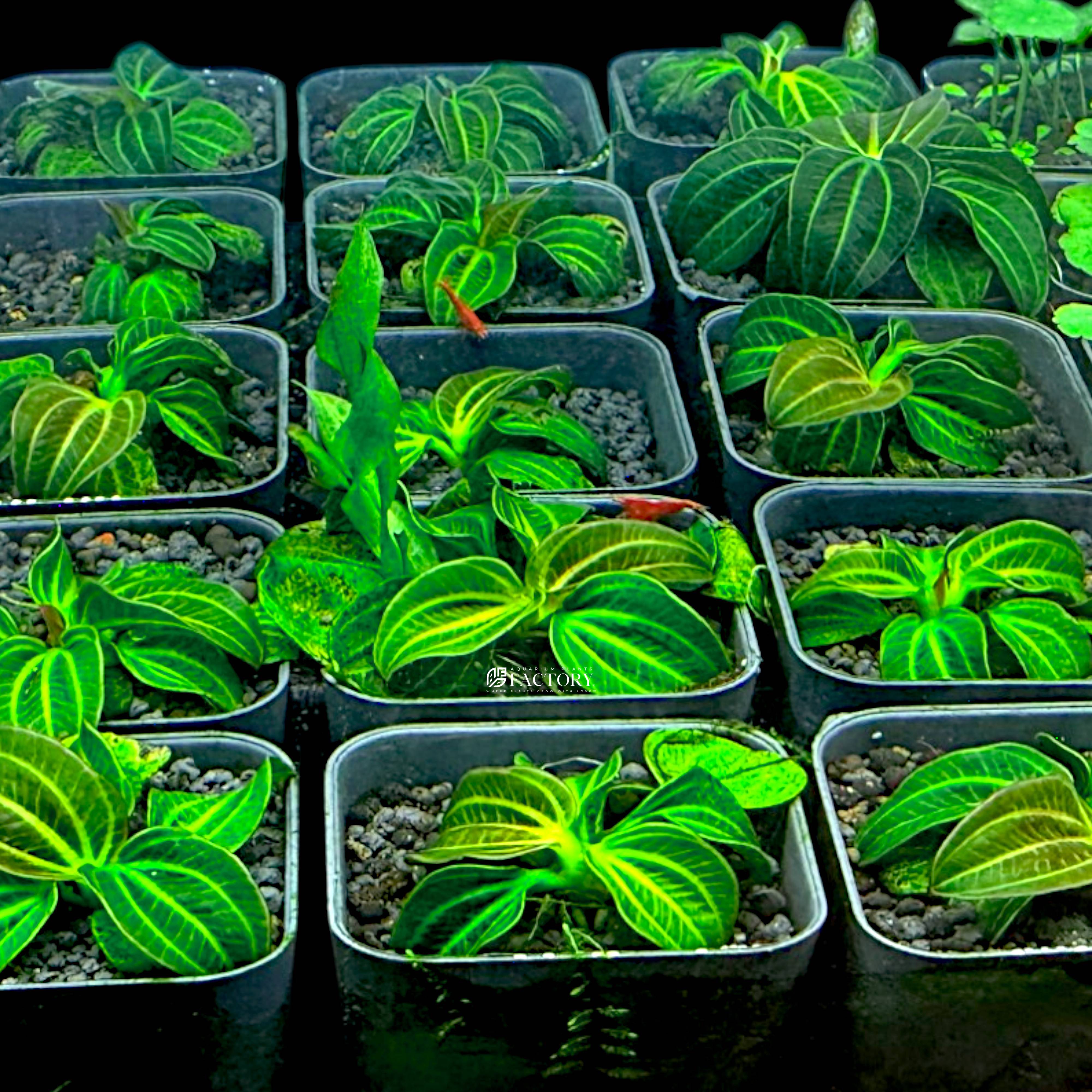 Compact rosette of Echinodorus opacus 'Iguazu 2009' in planted aquarium