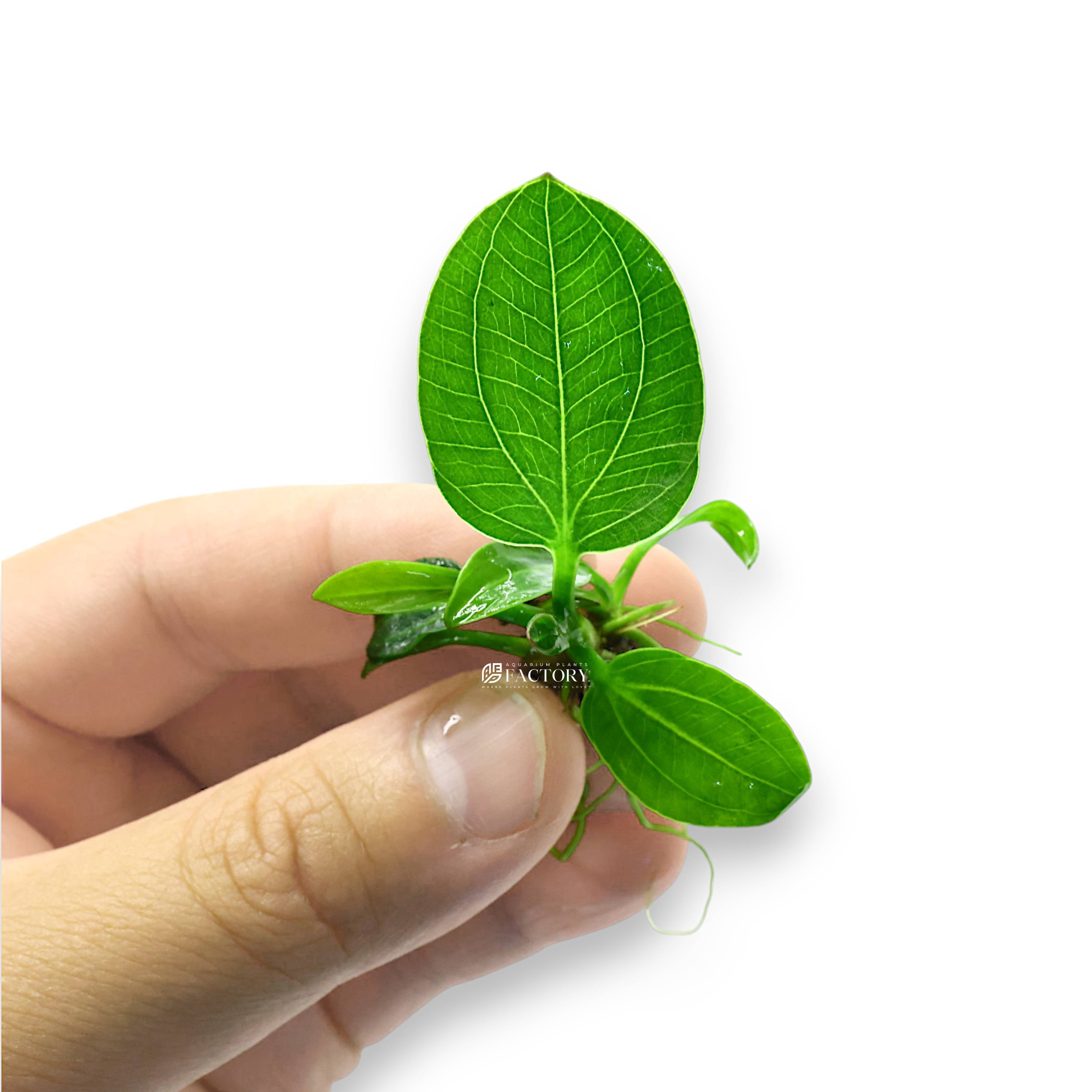 Detailed view of Echinodorus 'Iguazu 2009' leaves showcasing their texture and deep coloration.