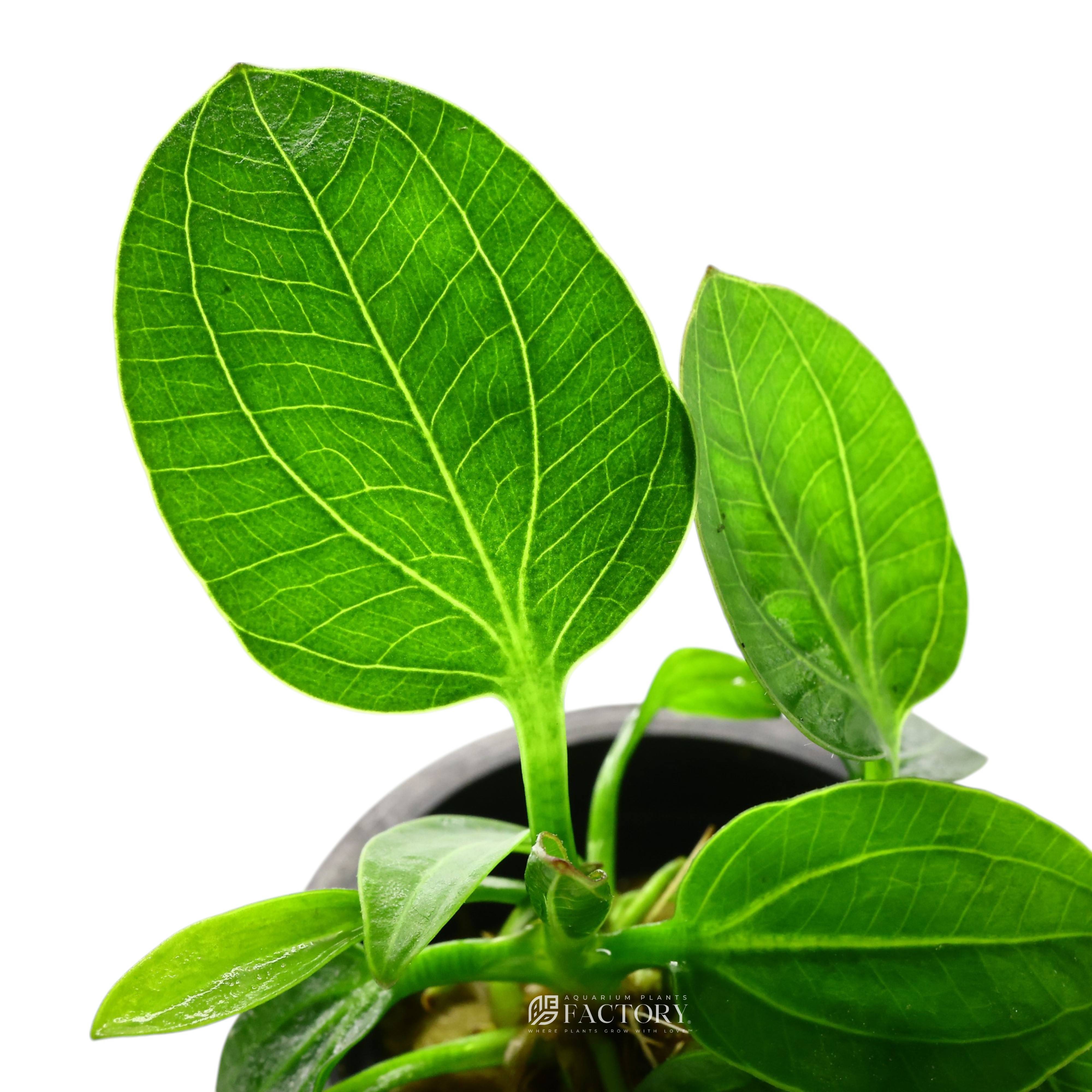 Detailed view of Echinodorus 'Iguazu 2009' leaves showcasing their texture and deep coloration.