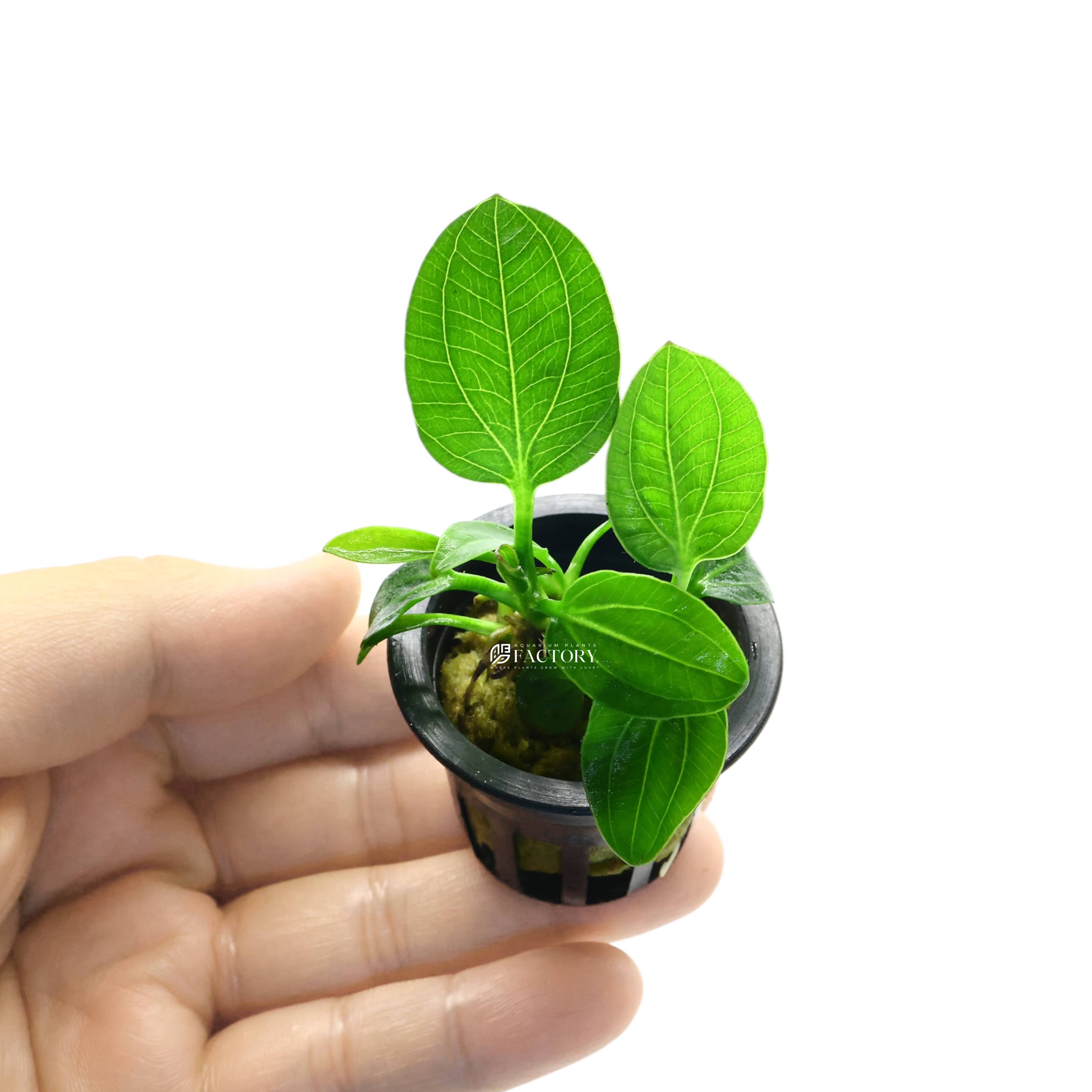 Echinodorus Iguazu 2009