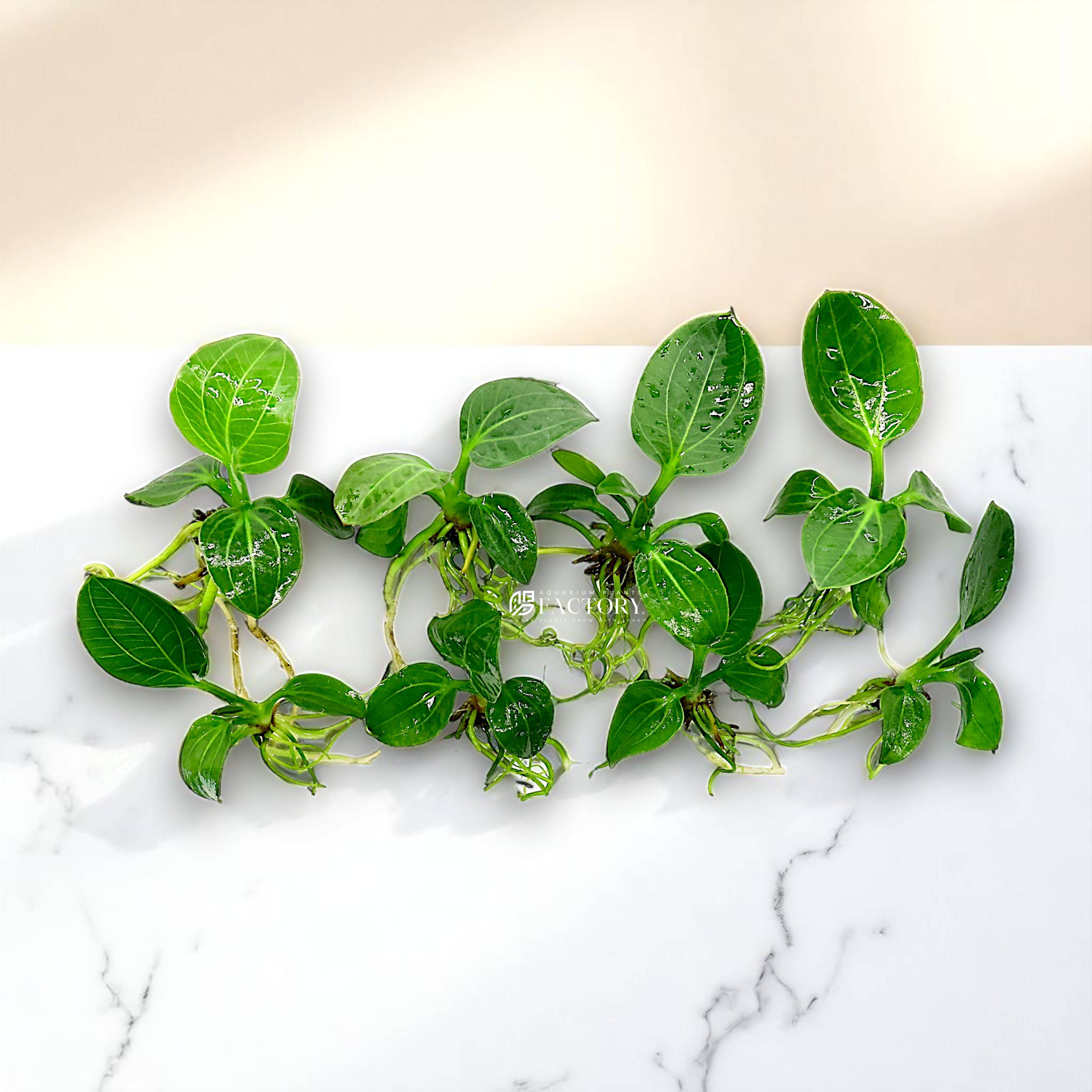 Echinodorus opacus 'Iguazu 2009', commonly known as Echinodorus Iguazu or simply Echinodorus Iguazu 2009, is a rare and highly sought-after sword plant originating from the river systems near the famous Iguazu Falls in South America. Unlike many large Echinodorus varieties, Iguazu 2009 remains compact with a lush, deep green rosette growth habit, making it an excellent choice for aquascapers seeking a bold but manageable focal point.