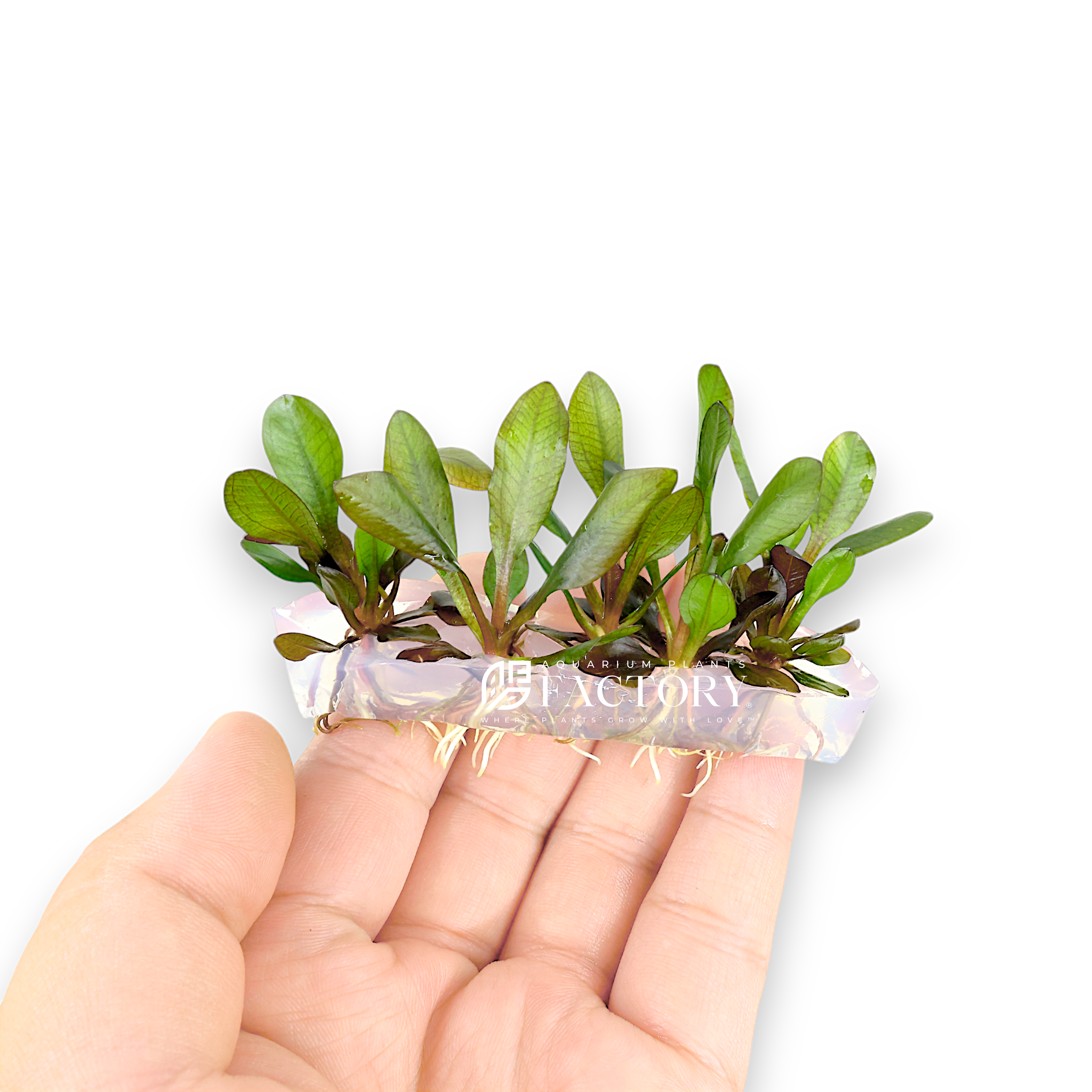 Echinodorus Kleiner Bar Vitro Culture