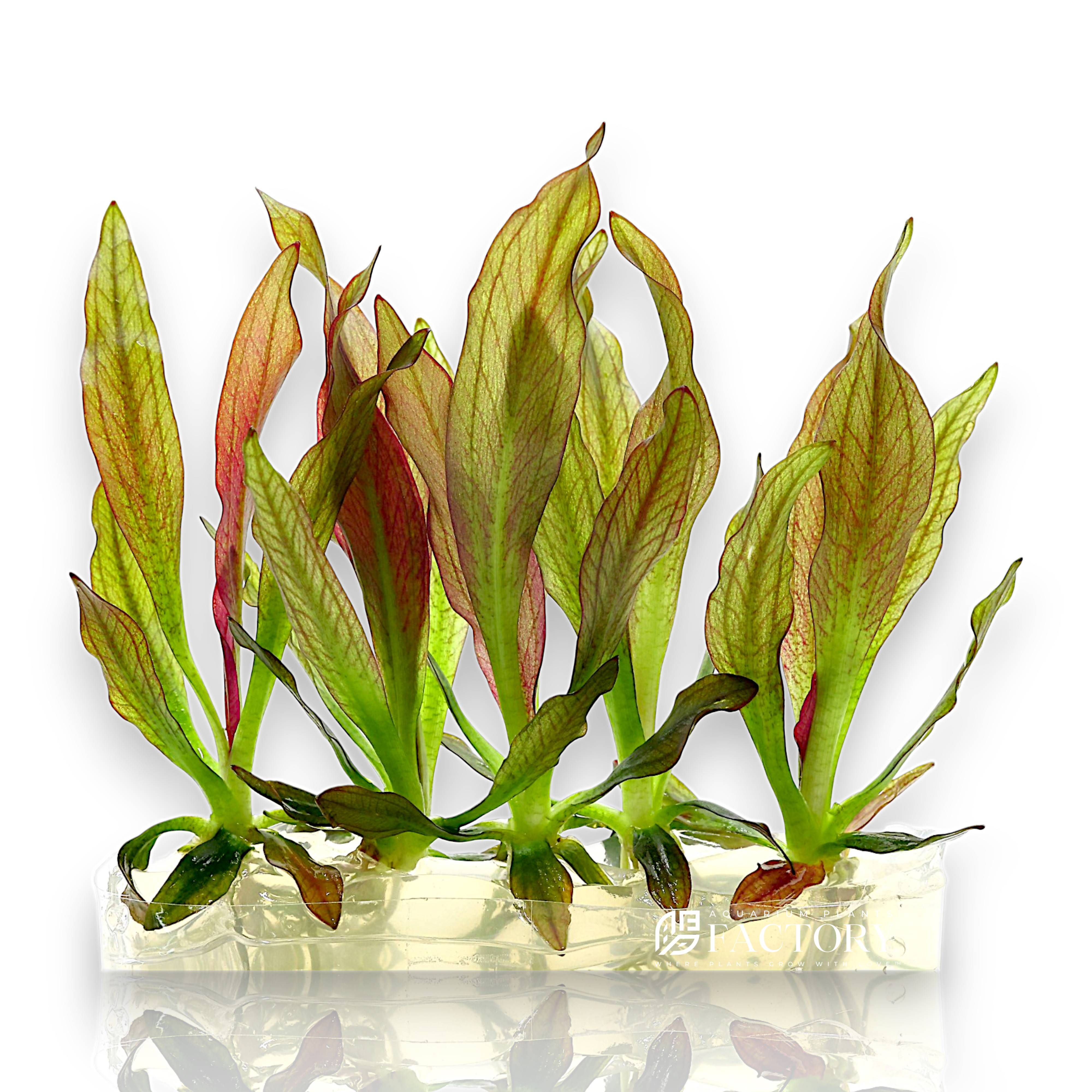 Close-up of Echinodorus Pink Princess Sword plantlets in vitro with soft pink hues