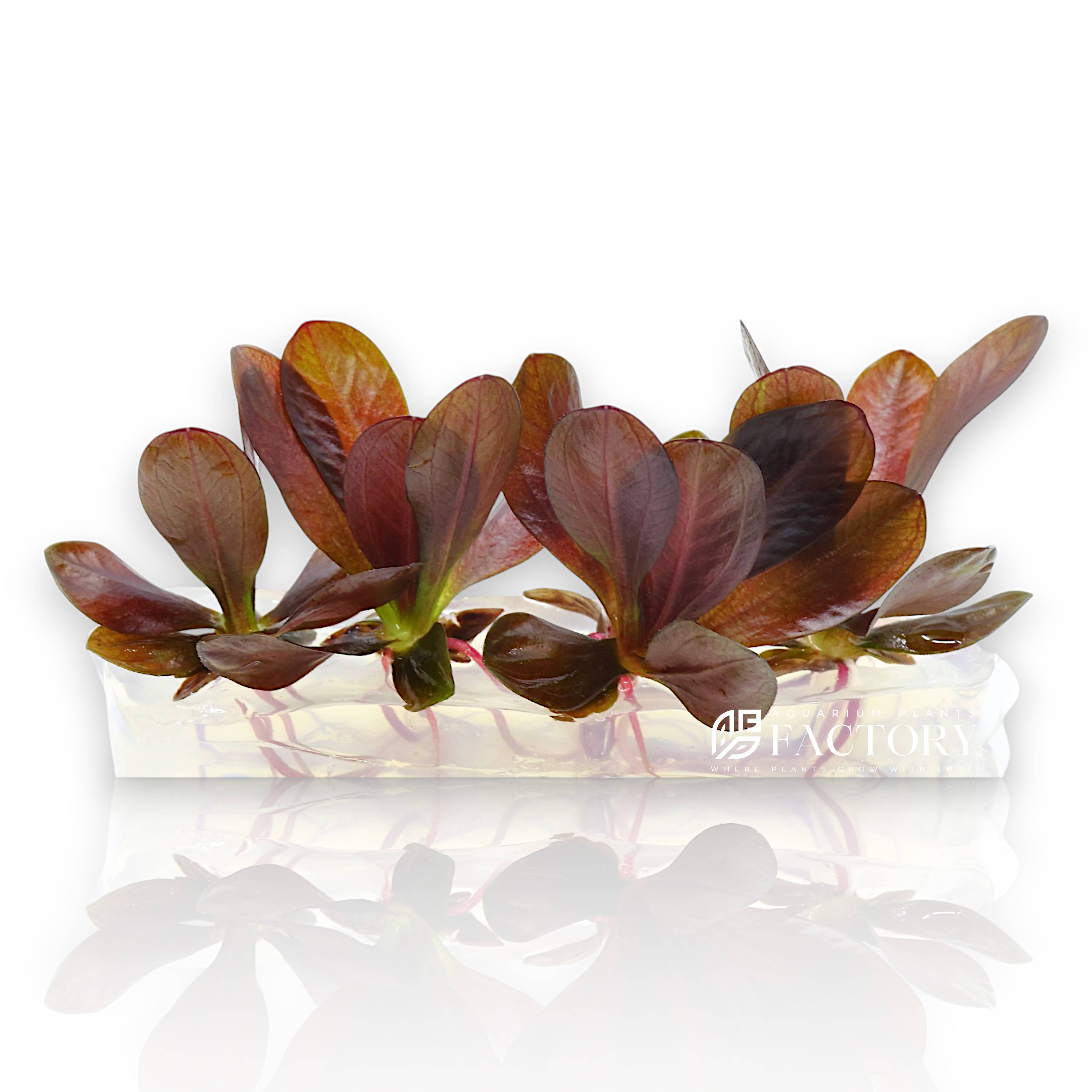 Compact Echinodorus Reni with burgundy leaves in freshwater aquascape