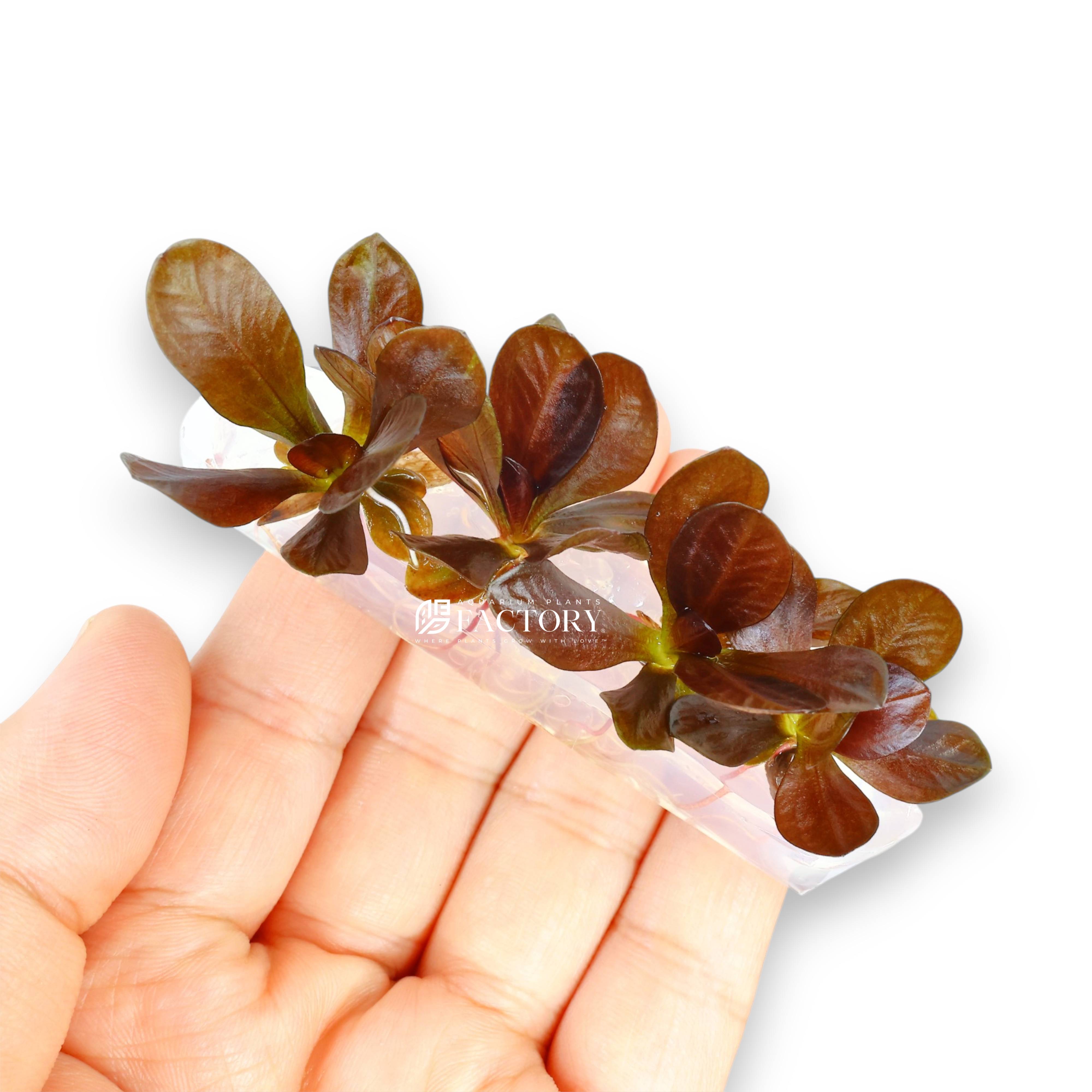 Red Reni Sword plant tissue culture bag with 3-4 rooted plantlets