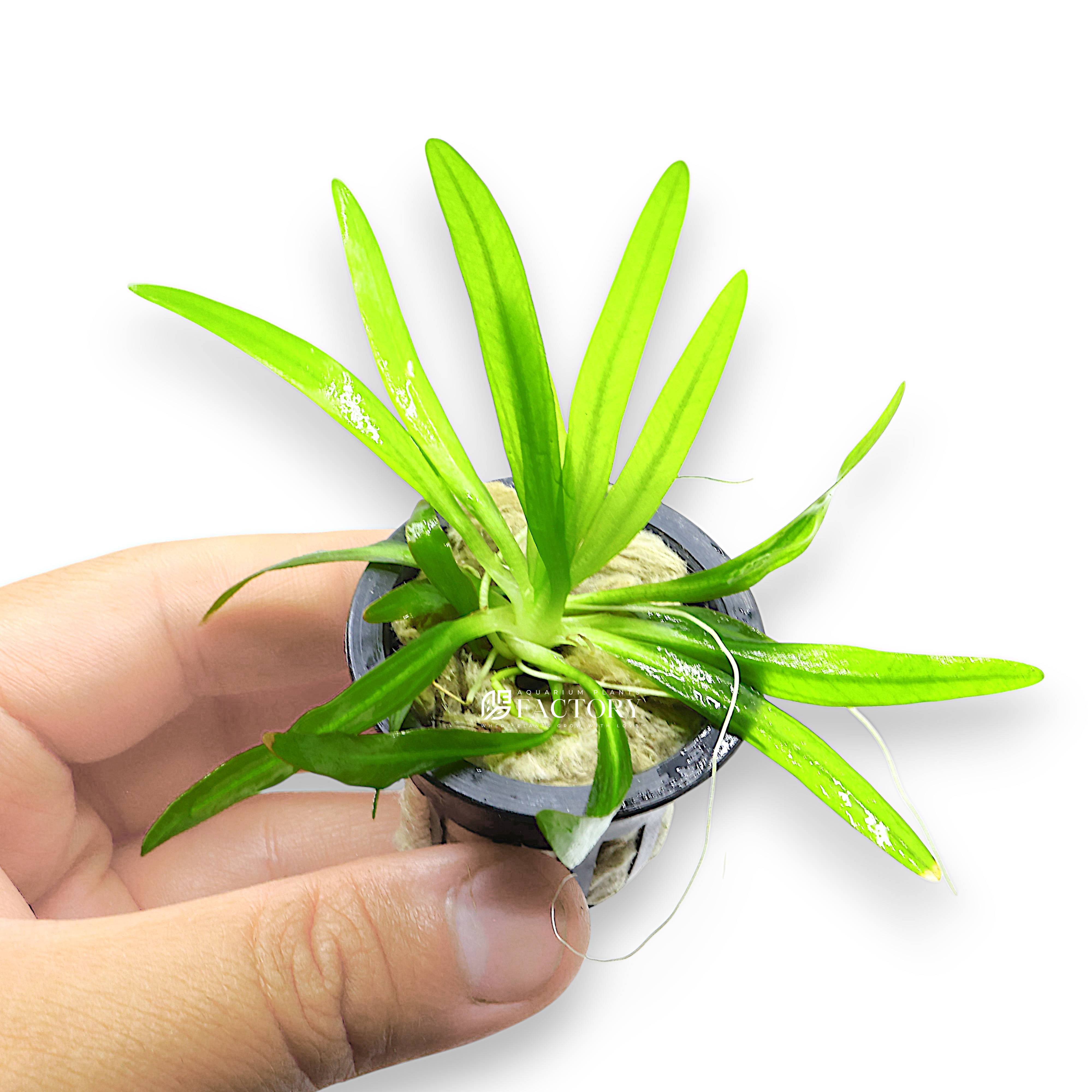 Close-up of Echinodorus uruguayensis leaf texture and rosette structure