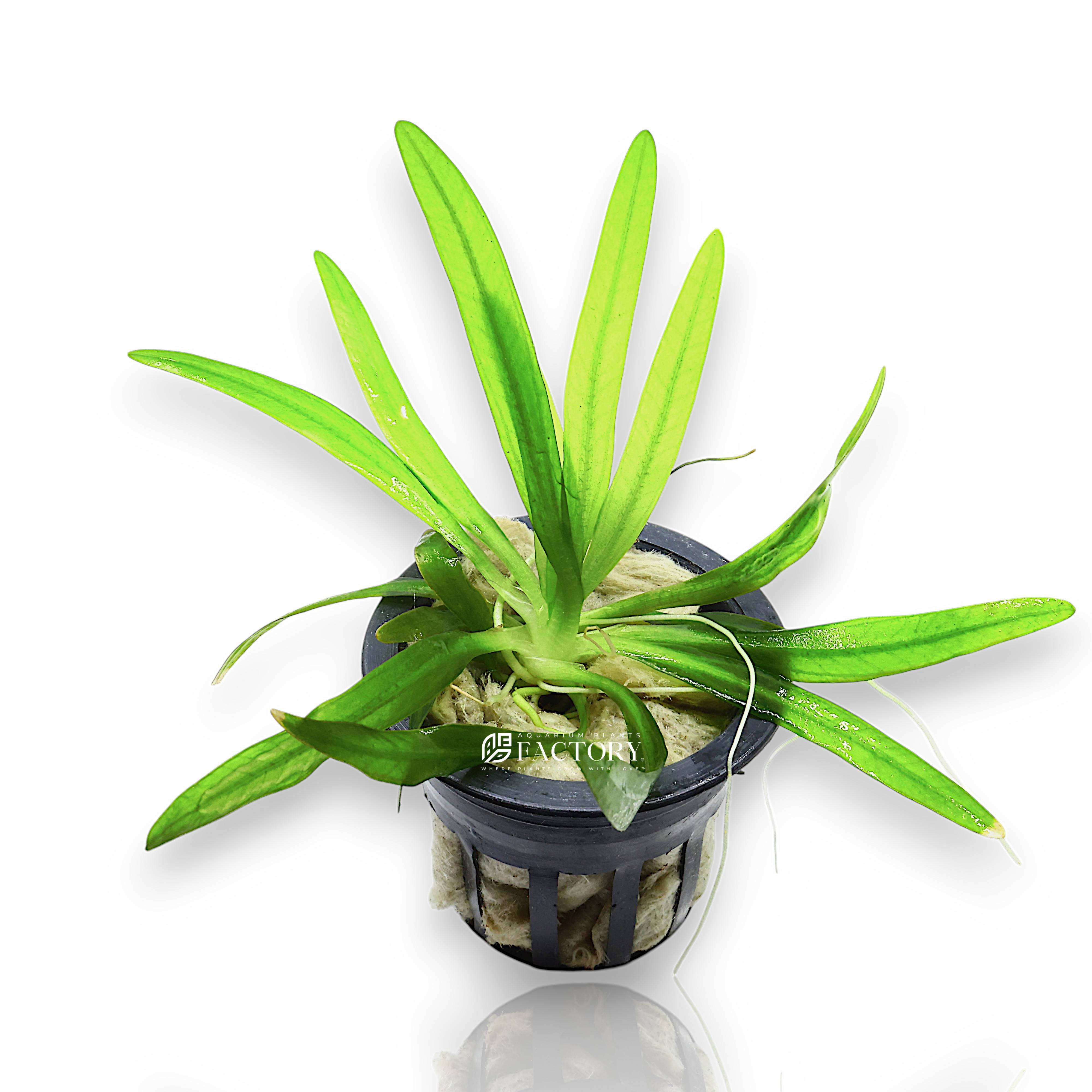 Potted Uruguay Sword plant with wide leaves and healthy roots