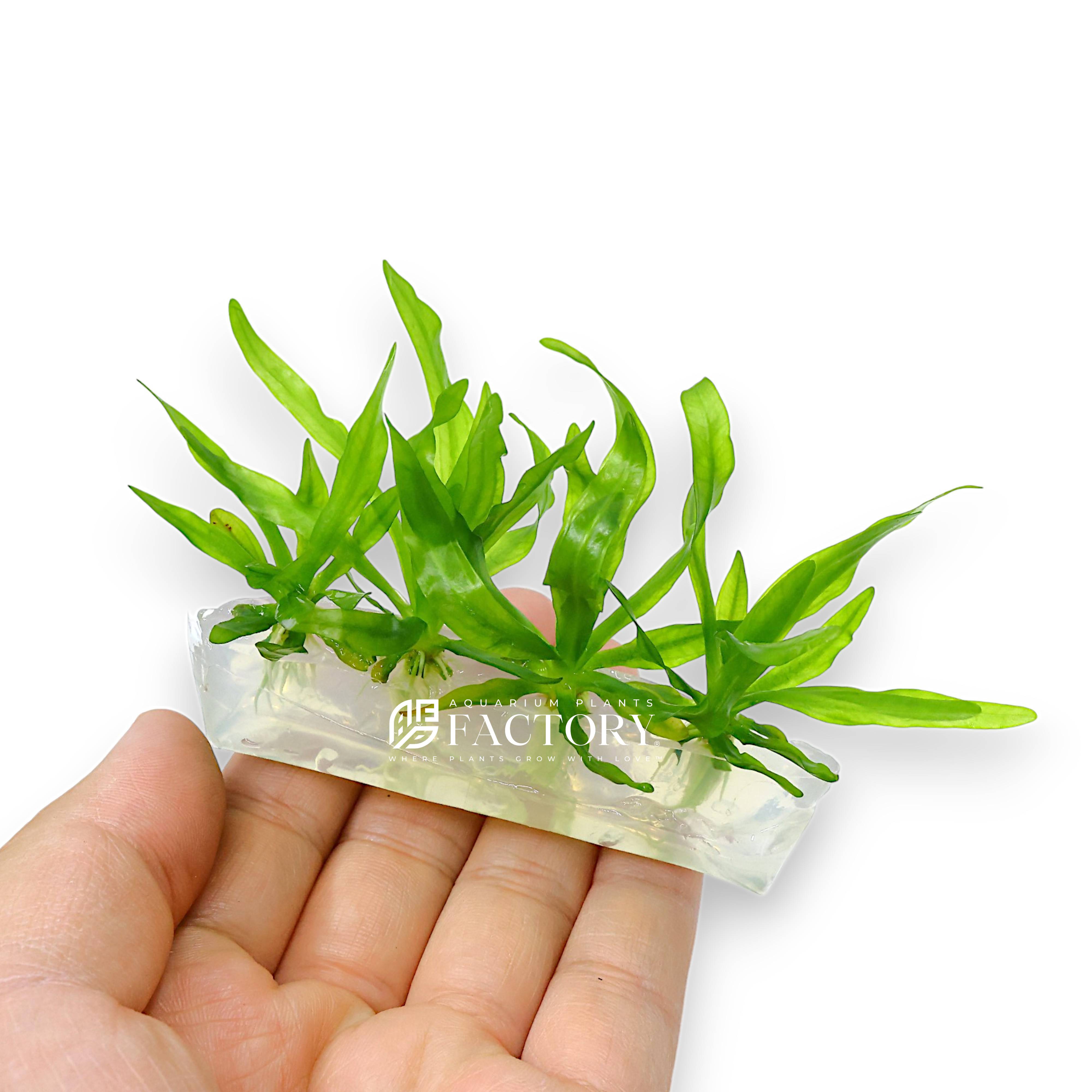 Aquarius uruguayensis stands out in aquascaping due to its graceful leaf shape and impressive size. Whether you’re creating a natural biotope or a high-tech aquascape, this species contributes a rich, green canopy effect that enhances the depth and realism of your underwater scene. Its resilience and ease of care also make it a reliable choice for both novice and experienced aquarists.