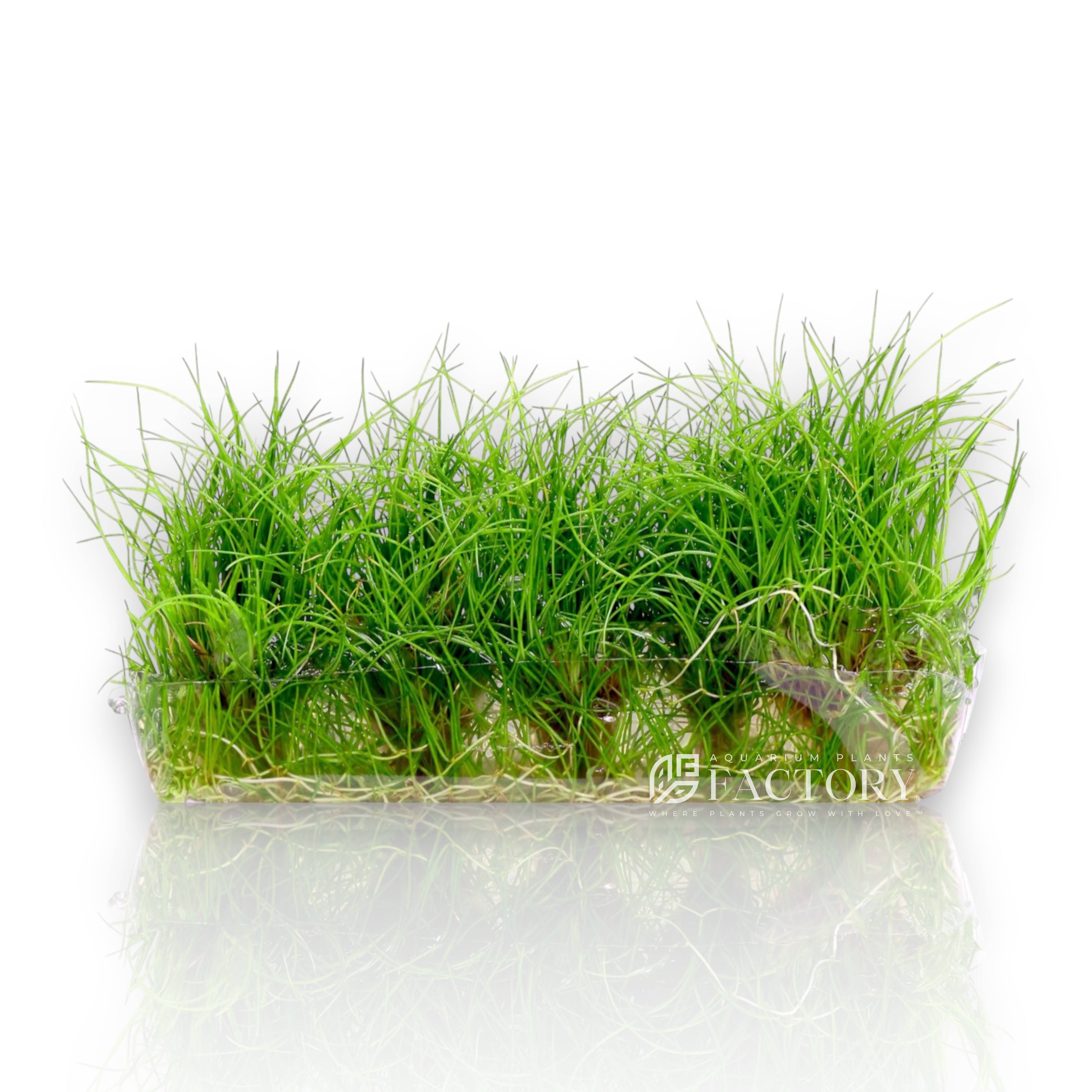 Transform your aquascape into a lush underwater meadow with Eleocharis acicularis 'Mini', also known as Eleocharis sp. 'Mini', Dwarf Hairgrass 'Mini', Eleocharis sp. Belem, or Japanese Hairgrass. This compact carpeting plant is a favorite among aquascaping enthusiasts for its fine texture, short growth habit, and ability to form dense, vibrant green carpets—especially in nano or shallow tanks.