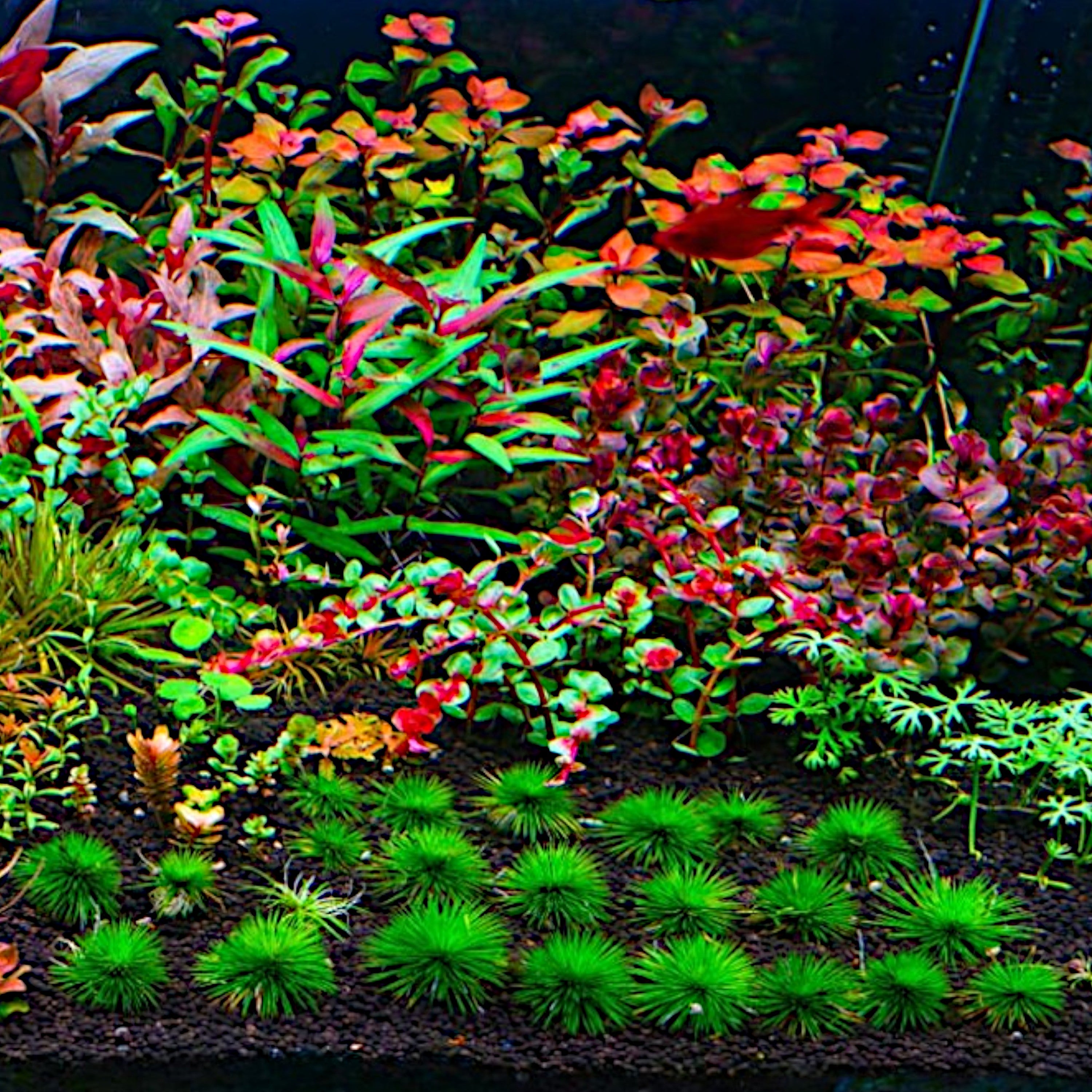Ericocaulon Ratnagiricum (Dwarf Baby Urchin)