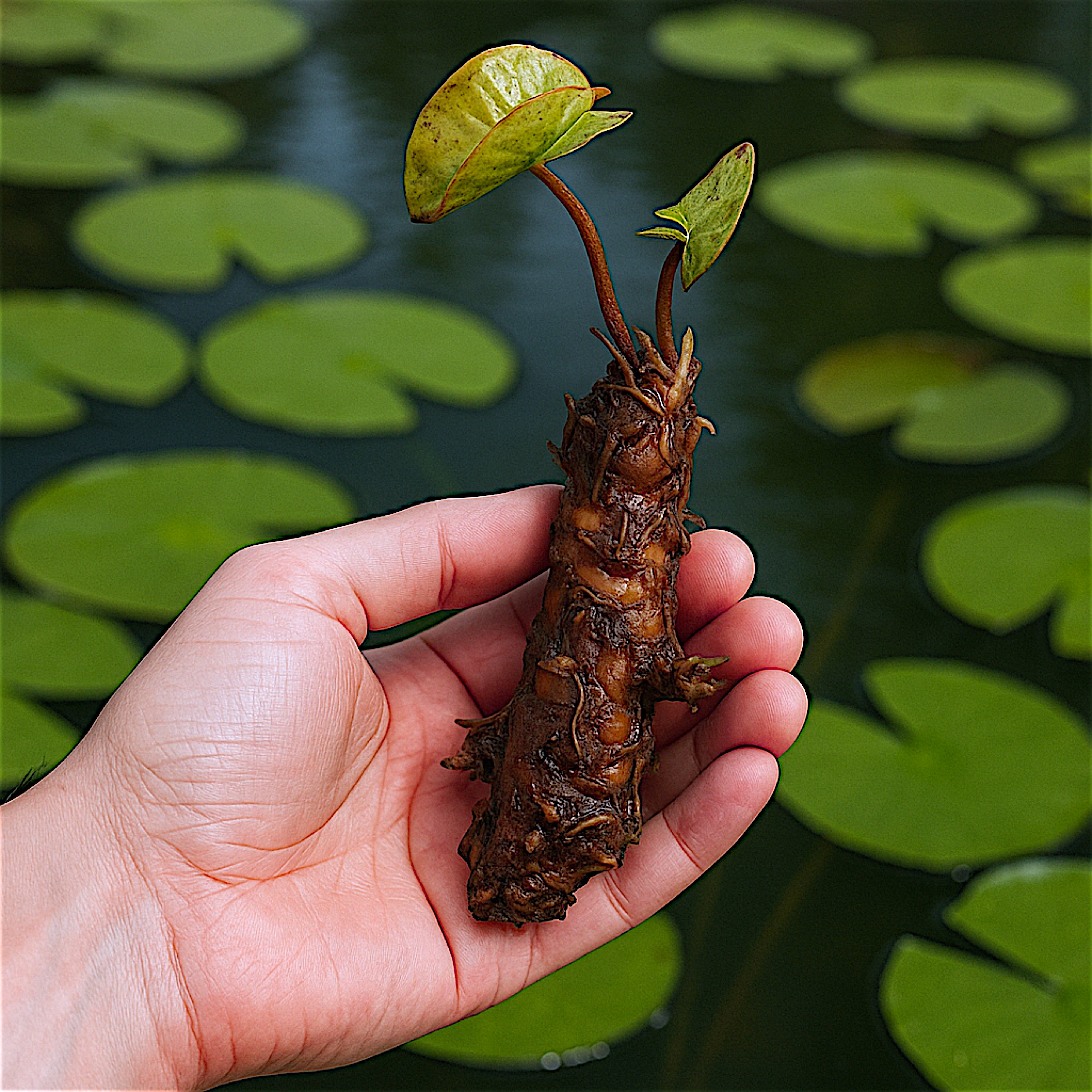 Close-up of a healthy hardy water lily rhizome showing new leaf growth, held over a pond background with floating pads.