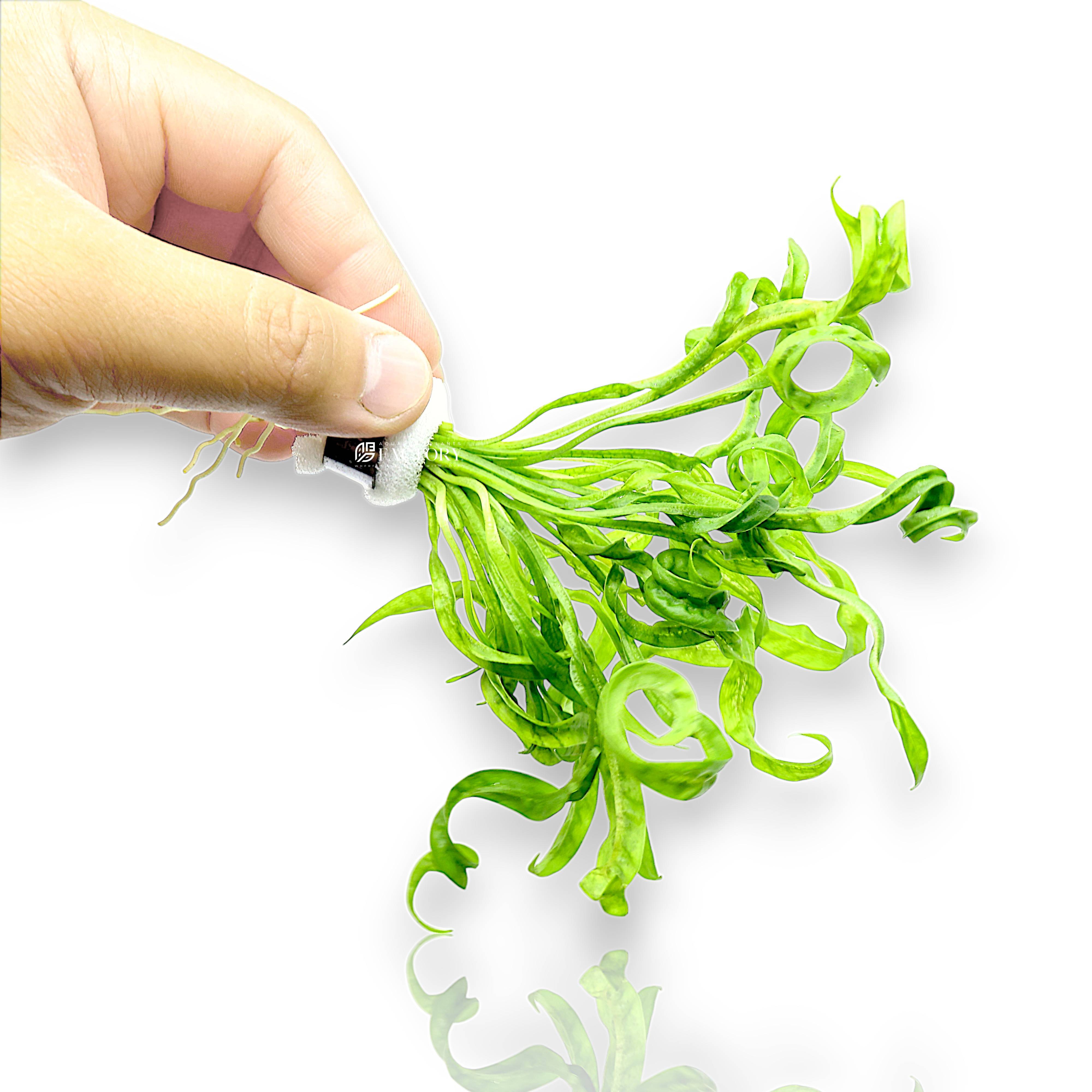 Emersed-grown Corkscrew Sword with broader leaves before aquarium transition.