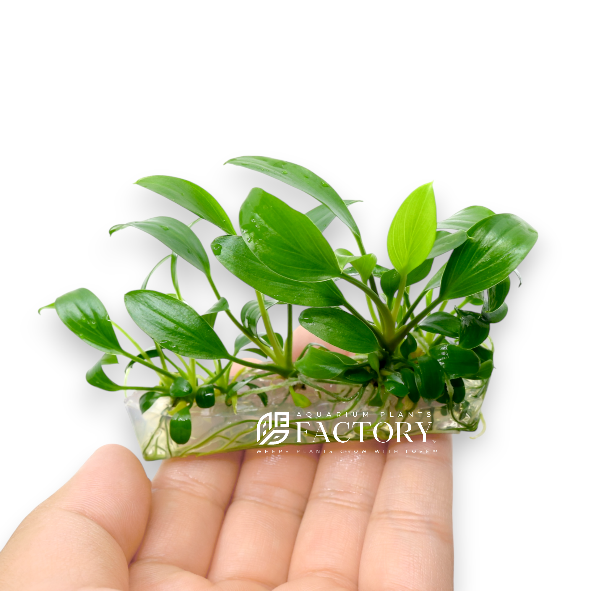 Rare tissue cultured Homalomena from Borneo with leathery foliage in sterile gel format