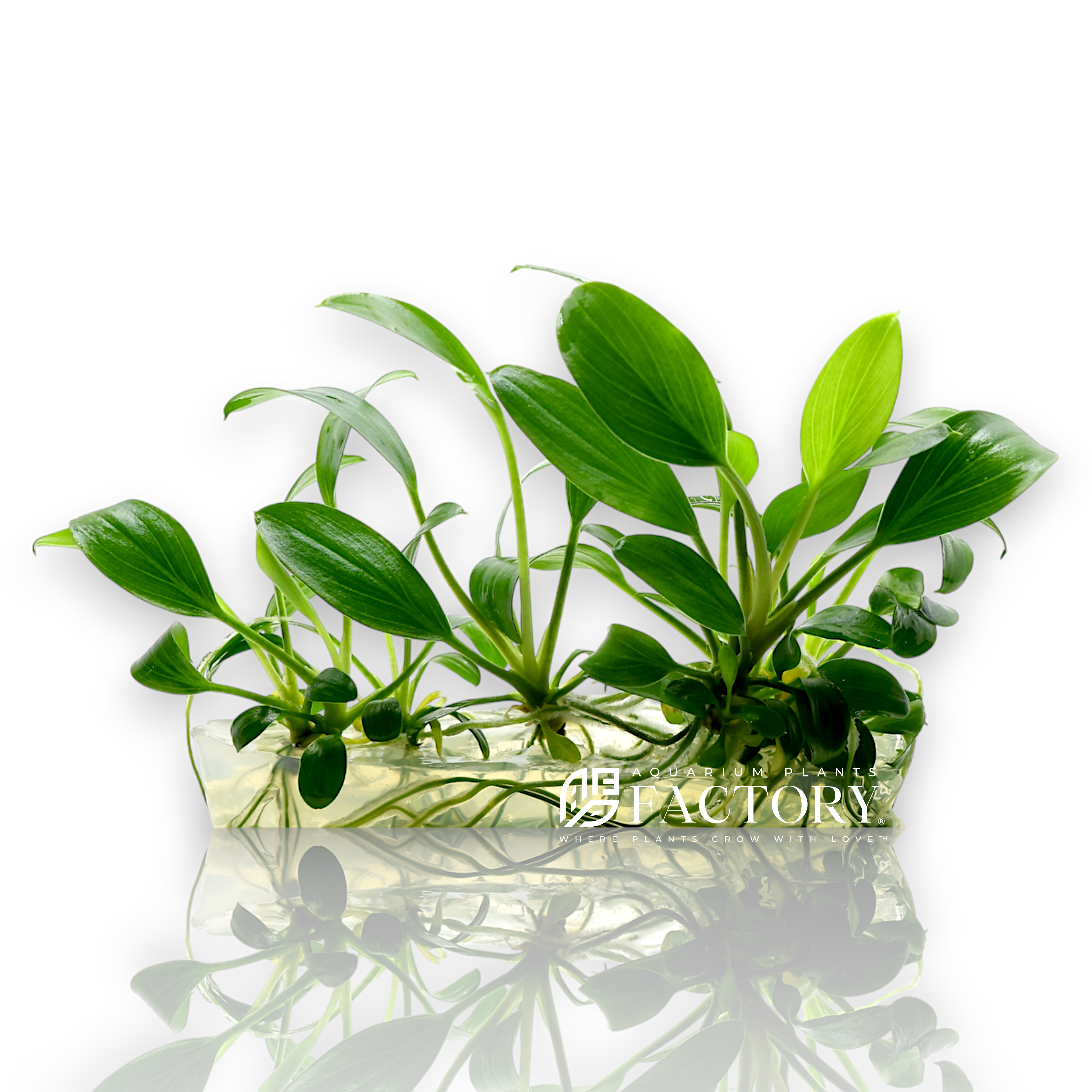 Homalomena Sekadau South Vitro Culture® with lance-shaped green leaves, ideal for aquariums and jungle-style paludariums