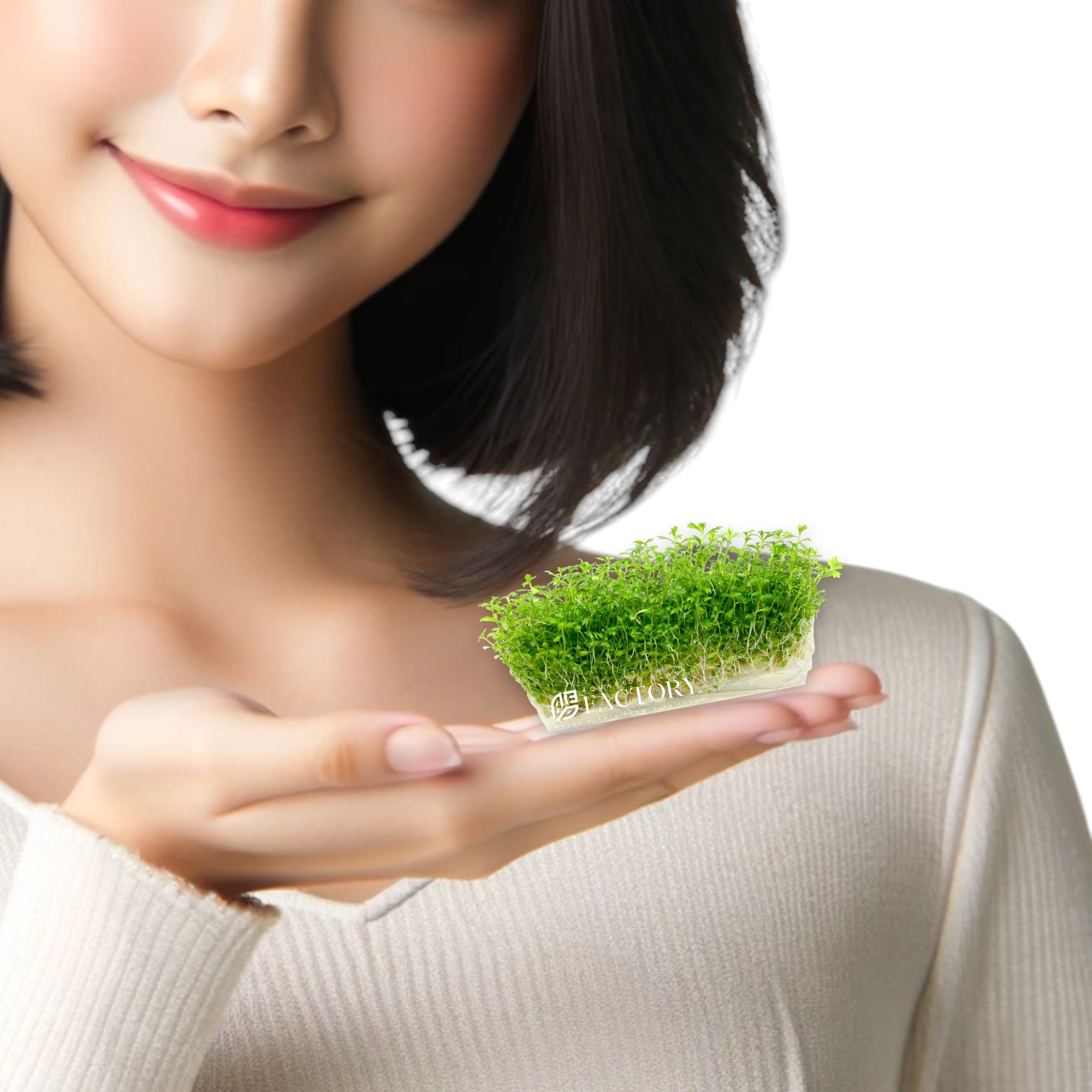 Propagation of Hottonia Inflata is straightforward. This plant propagates through stem cuttings. Simply cut a healthy stem and replant it in the substrate, where it will develop roots and grow into a new plant.