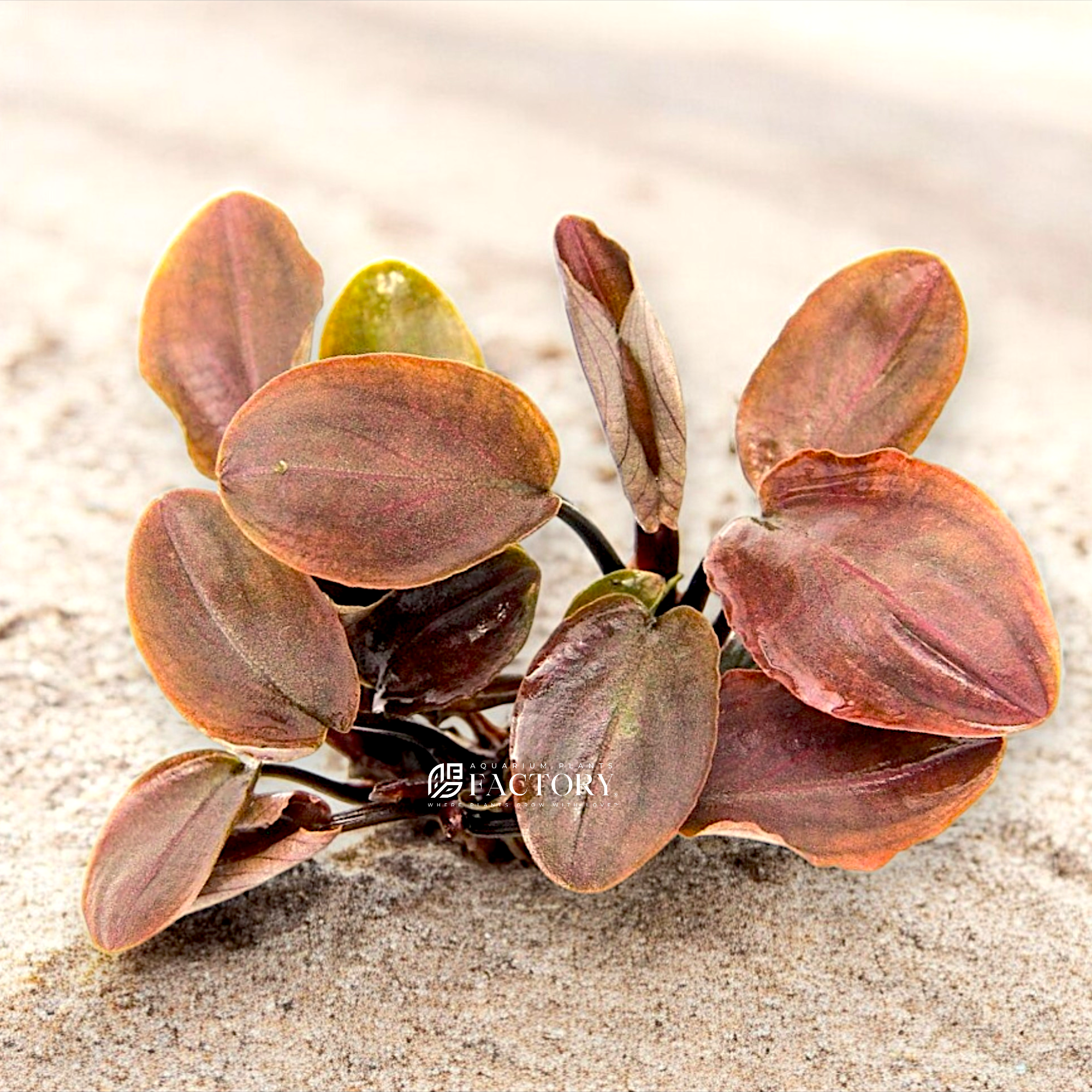 Lagenandra meeboldii is a freshwater aquatic plant that is native to Southeast Asia, particularly found in India, Sri Lanka, and Bangladesh. It belongs to the family Araceae, which includes other popular aquarium plants like Anubias and Cryptocoryne.
