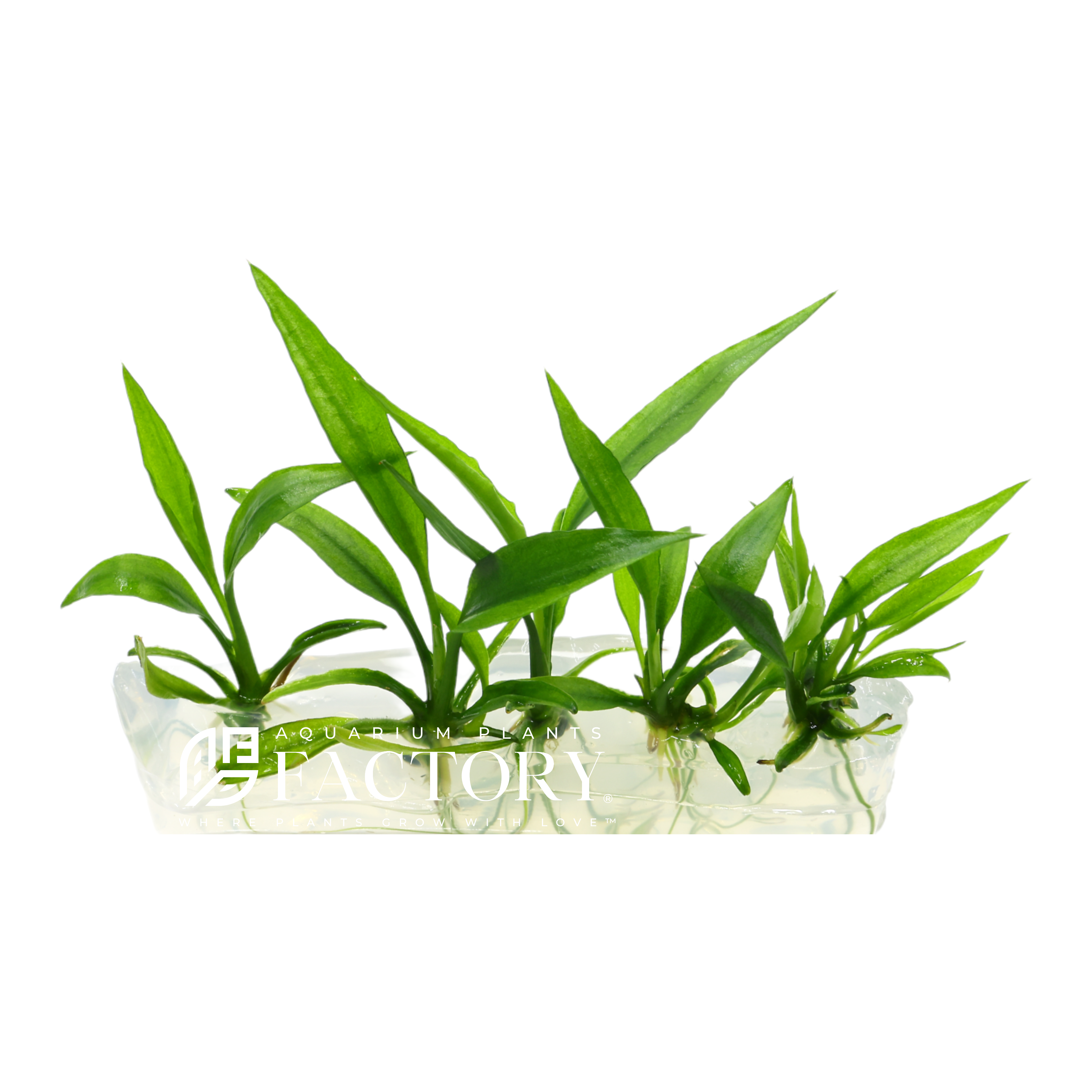 Lagenandra Ovata APF Tissue Culture Aquarium Plants Factory