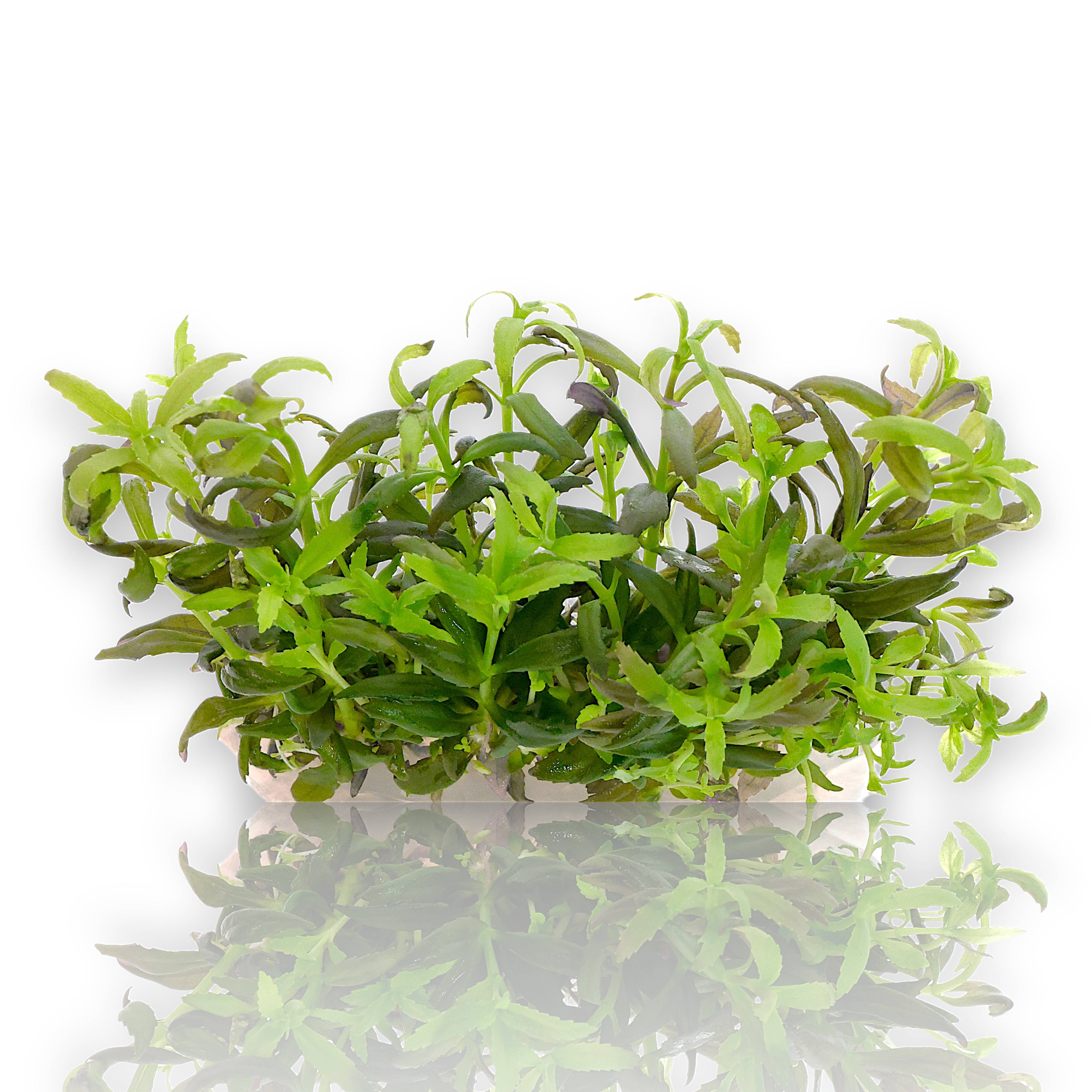 Close-up of Limnophila sp. ‘Belem’ Vitro Culture from Aquarium Plants Factory®, cultivated in a sterile 4-inch bag with lush, healthy foliage.