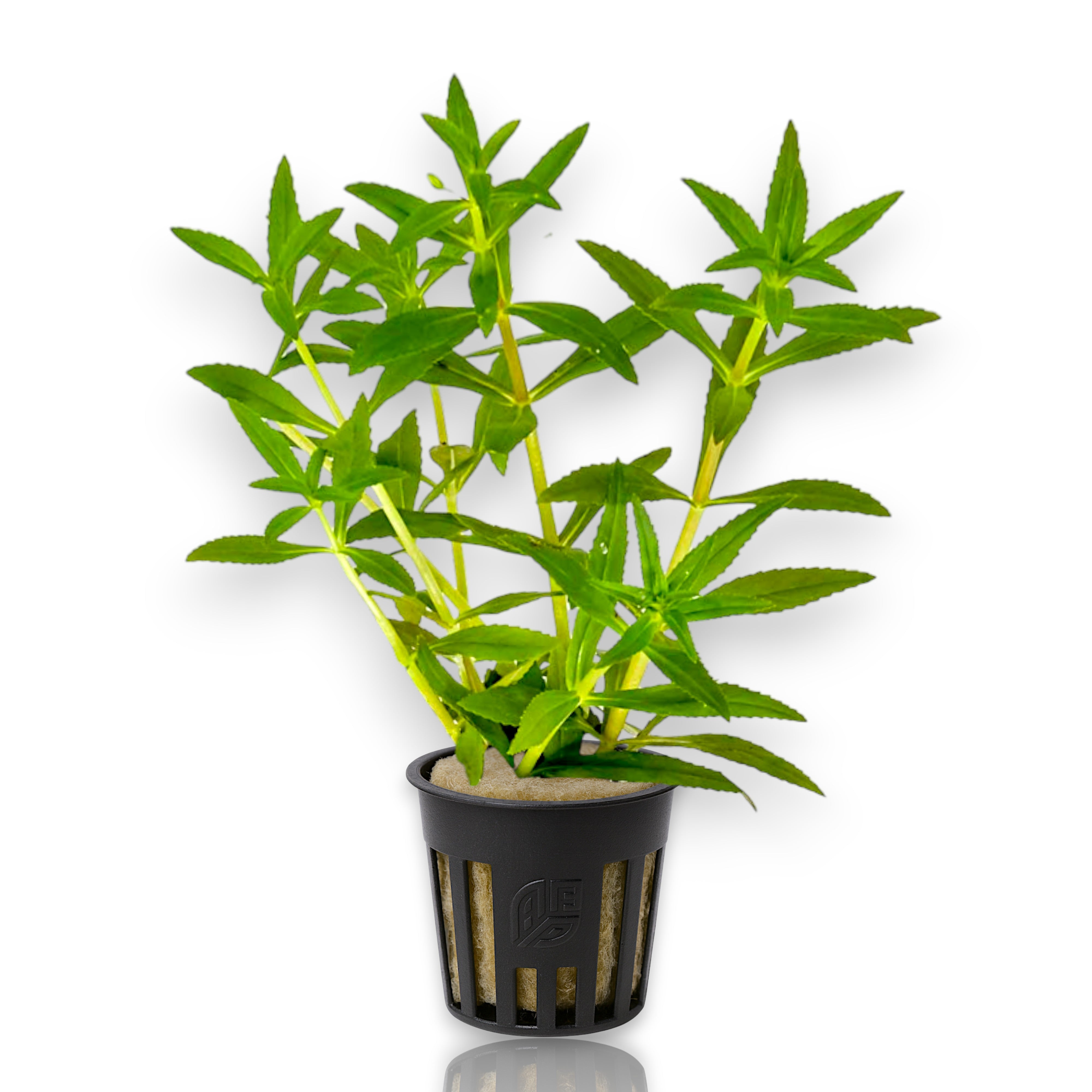 Potted Limnophila aromatica ‘Red’ aquatic plant from Aquarium Plants Factory.