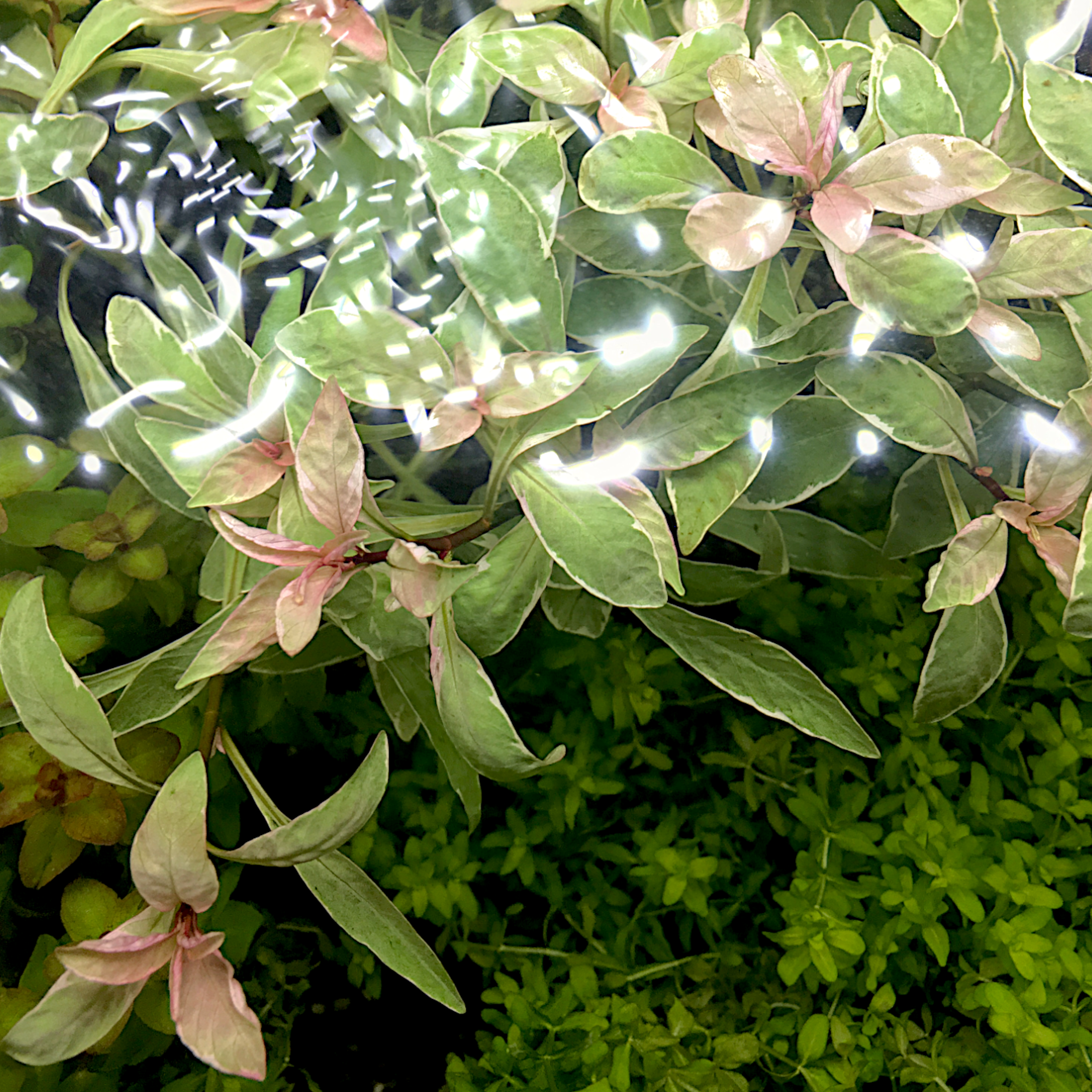 Ludwigia sp. White