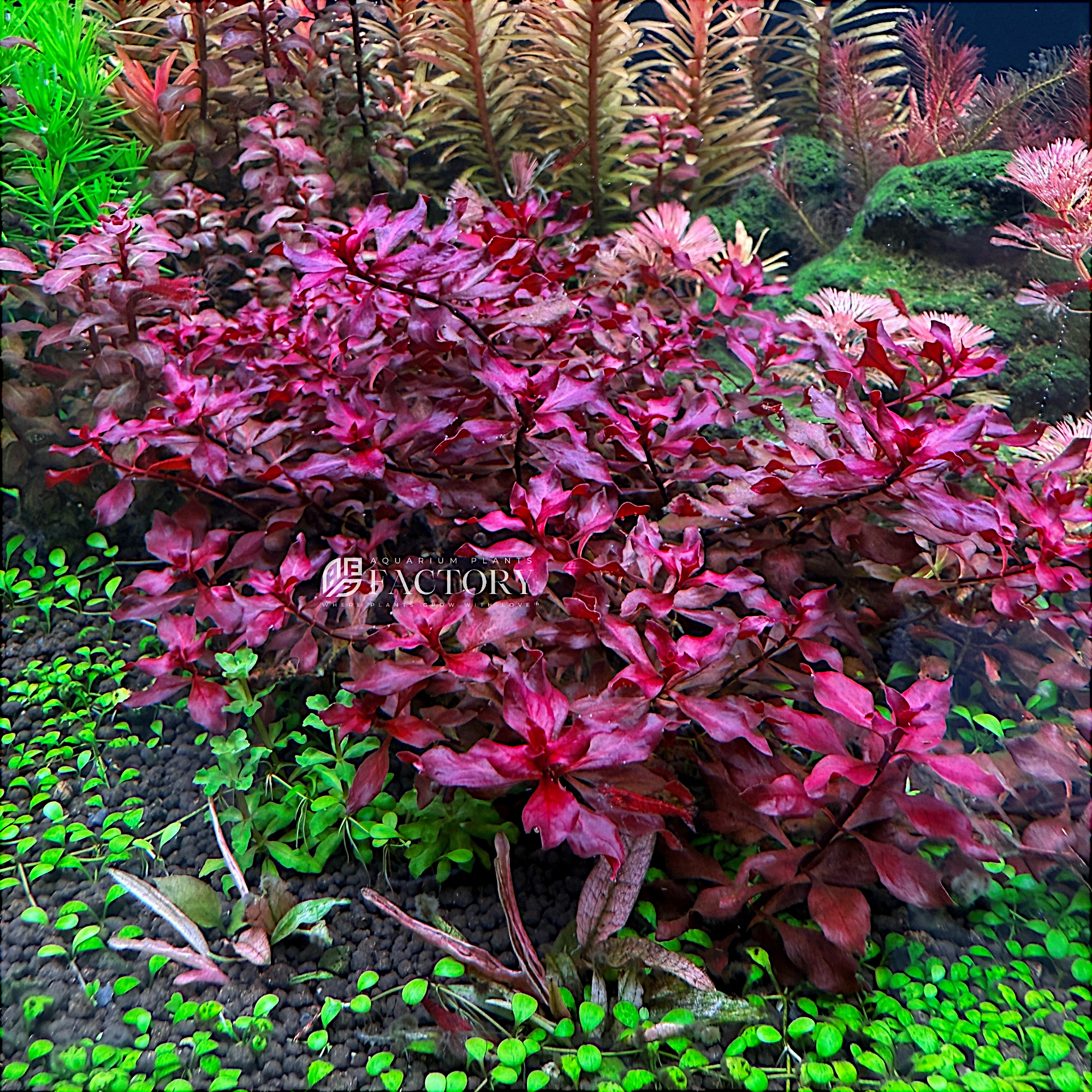 Ludwigia Palustris Super Red mini leaves glowing red in a planted aquarium