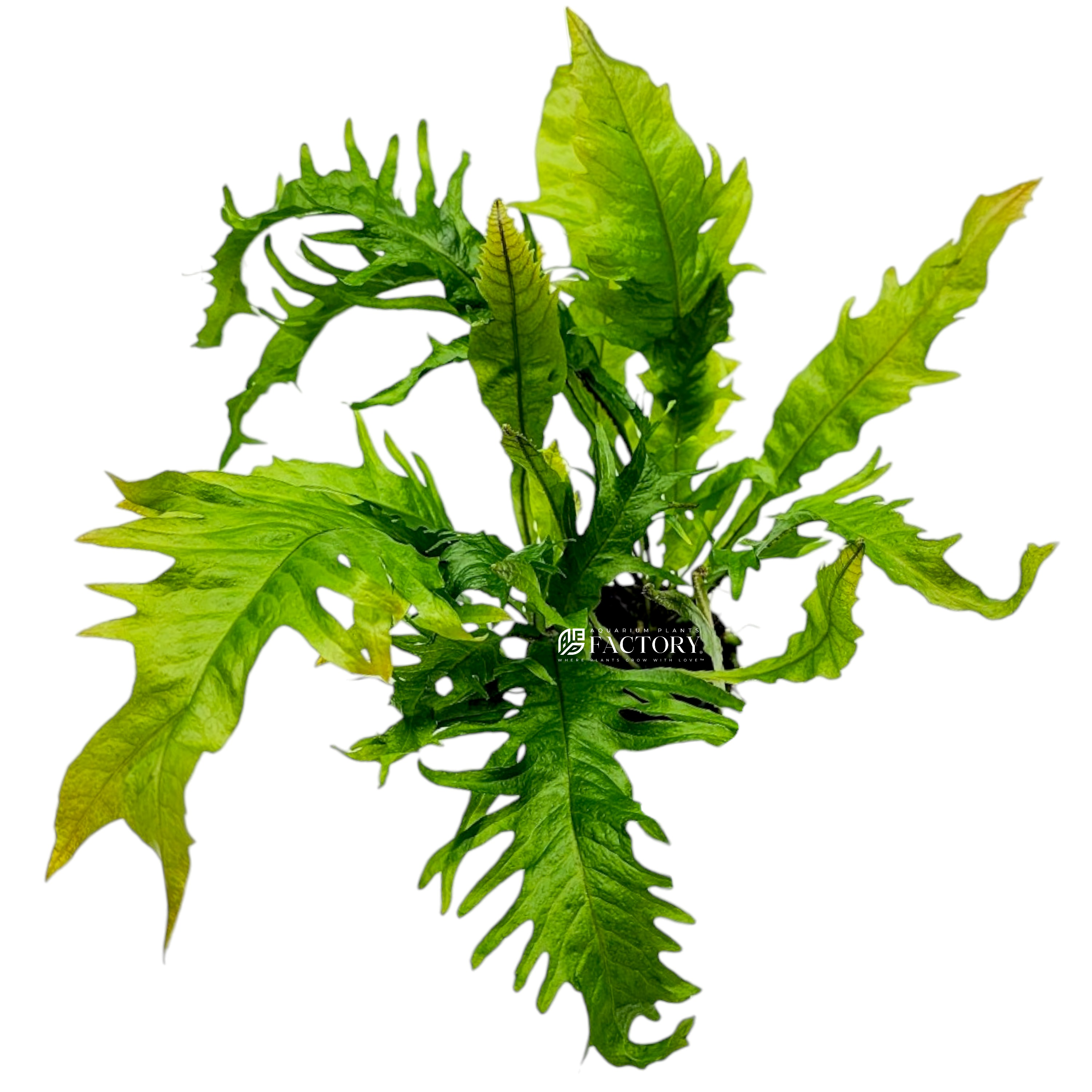 Microsorum pteropus ‘Lionfish’ Java Fern Aquarium Plants Factory®