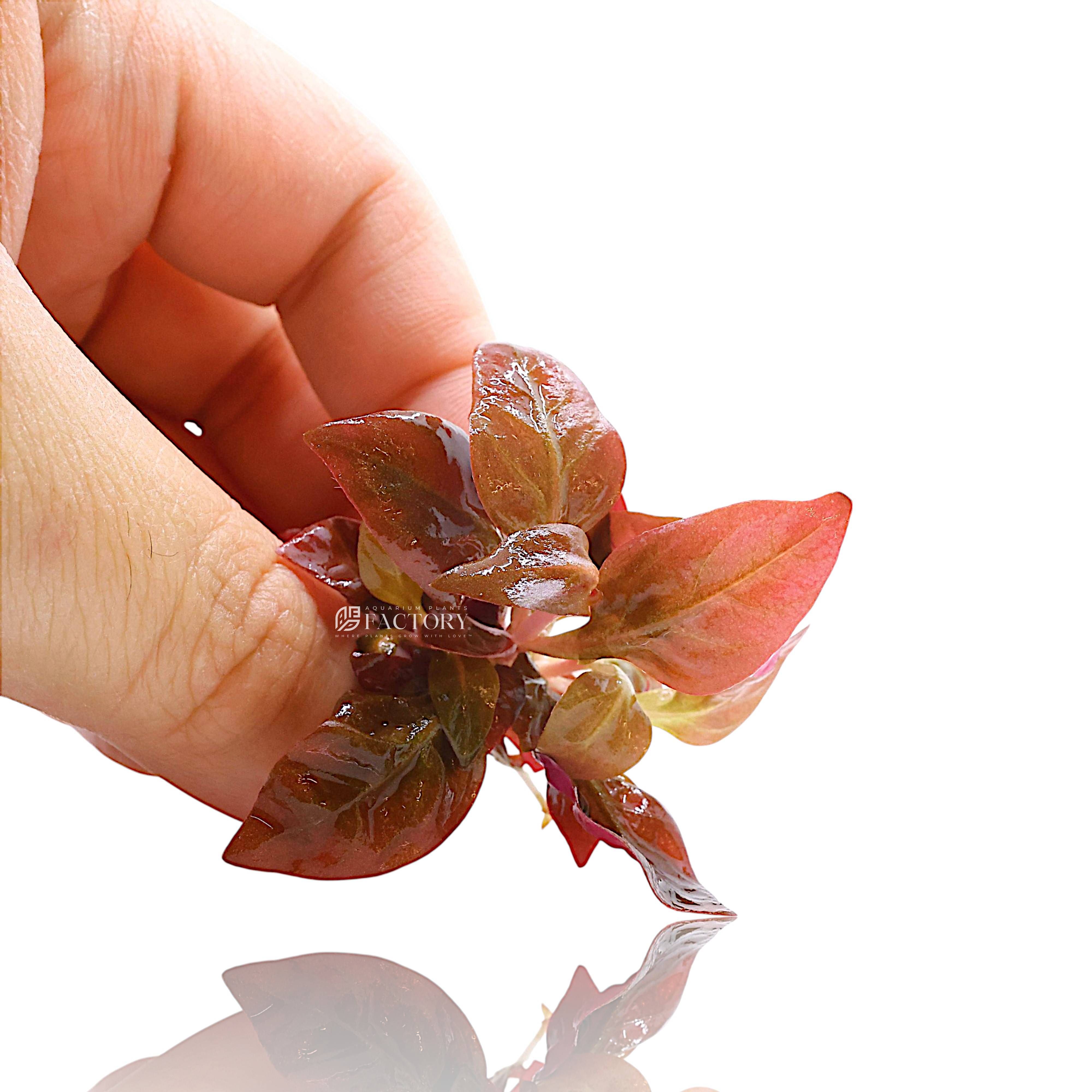Alternanthera mini Compact red stem aquarium plant